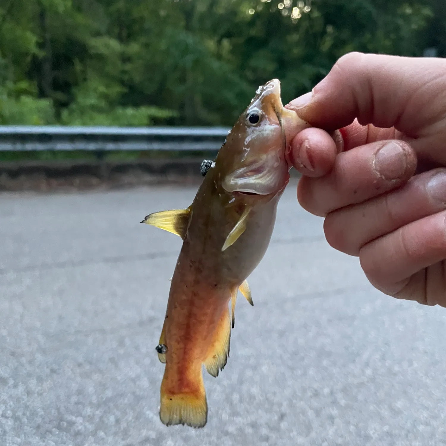 angler catch