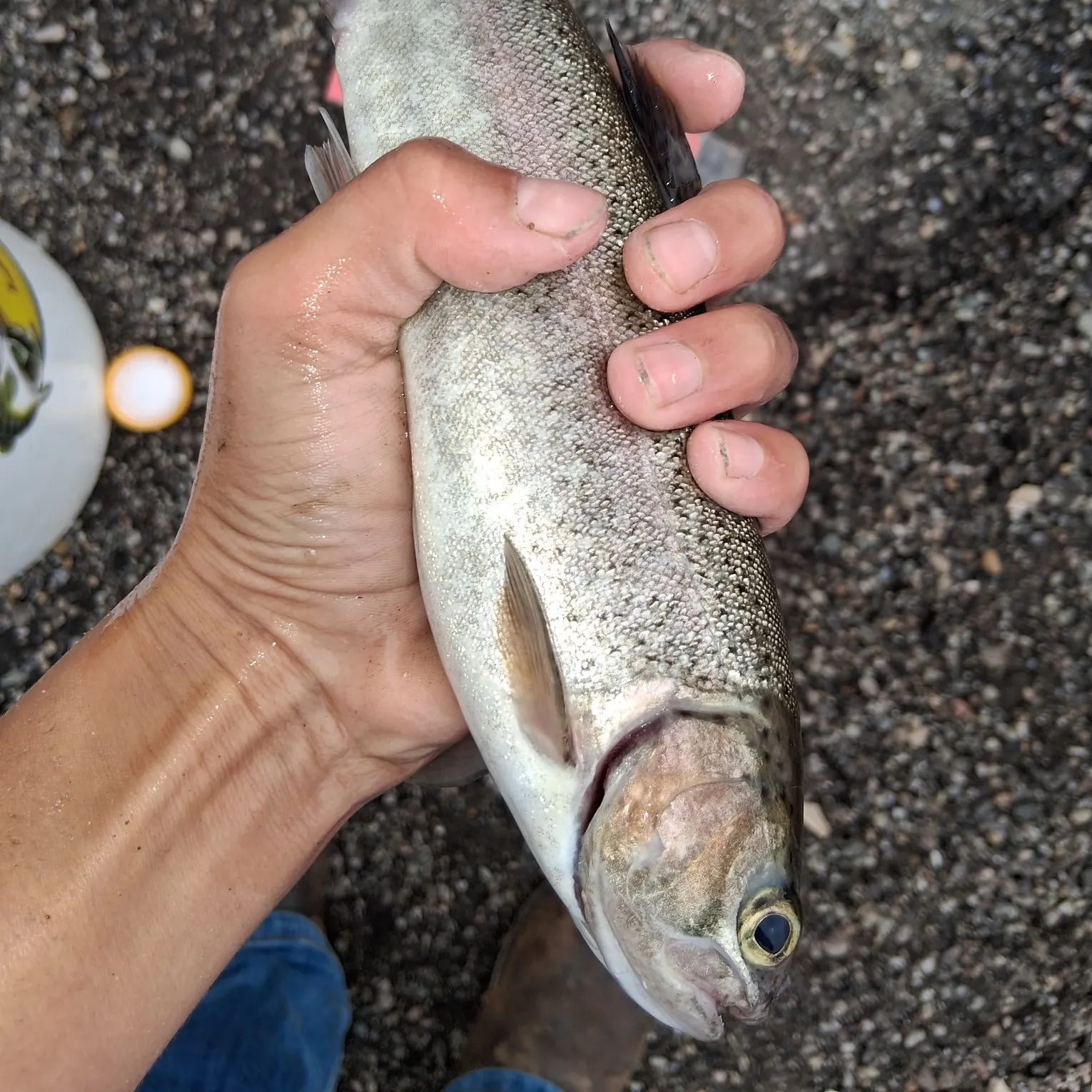 Rainbow trout caught on Fishbrain