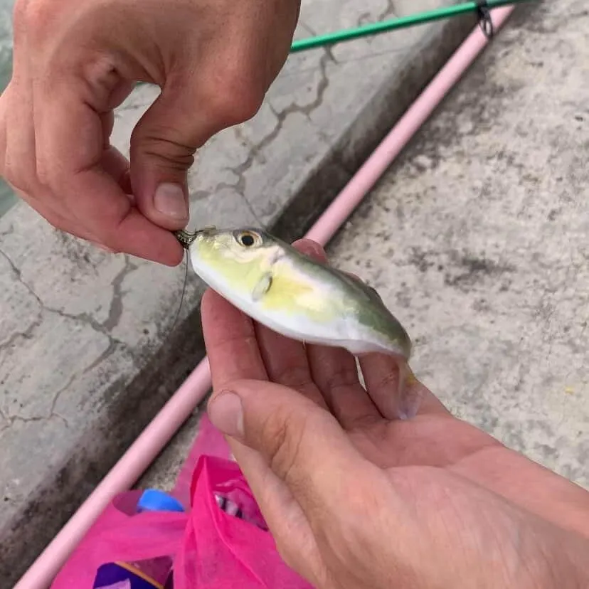 The most recent Smooth puffer catches on Fishbrain