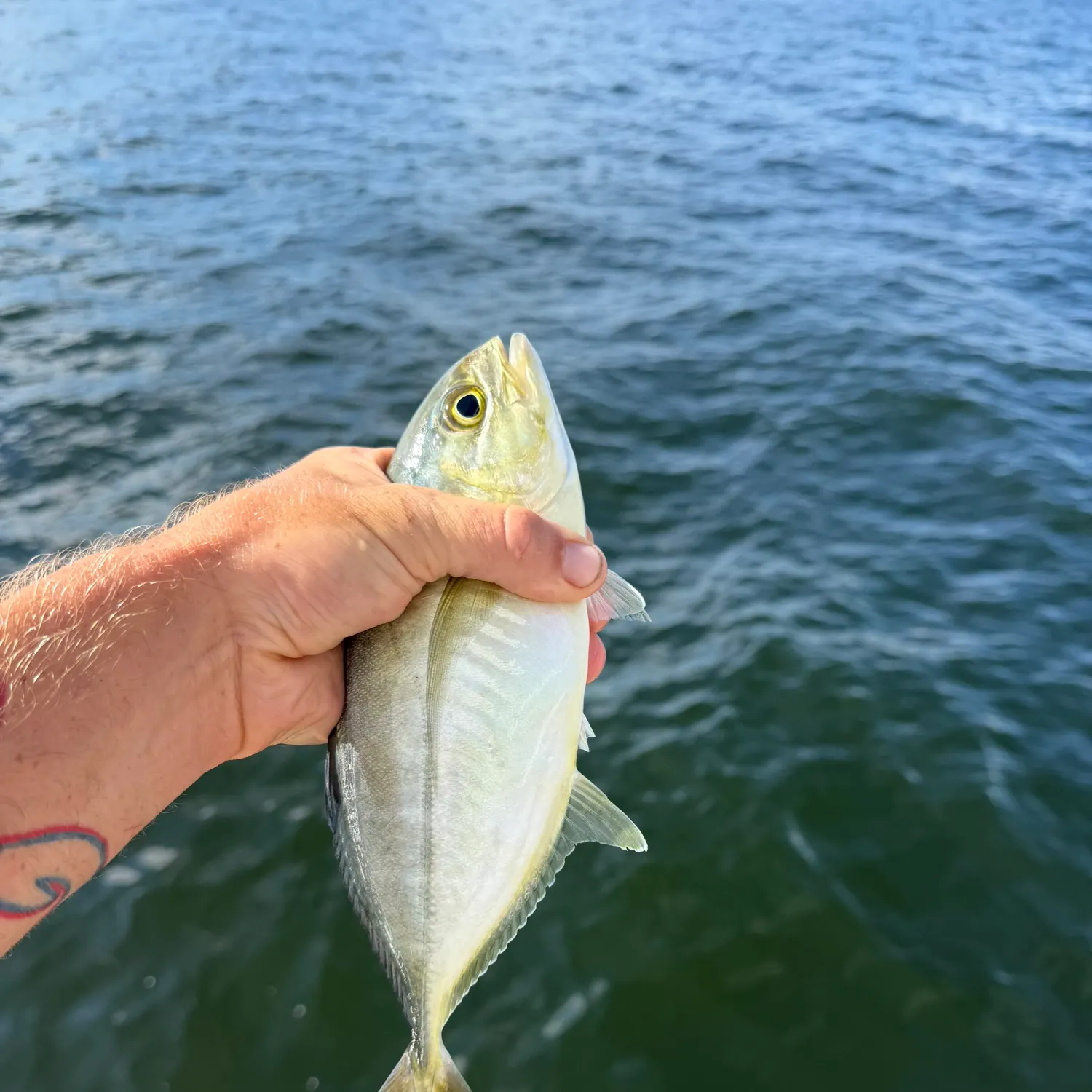 Yellow jack caught on Fishbrain