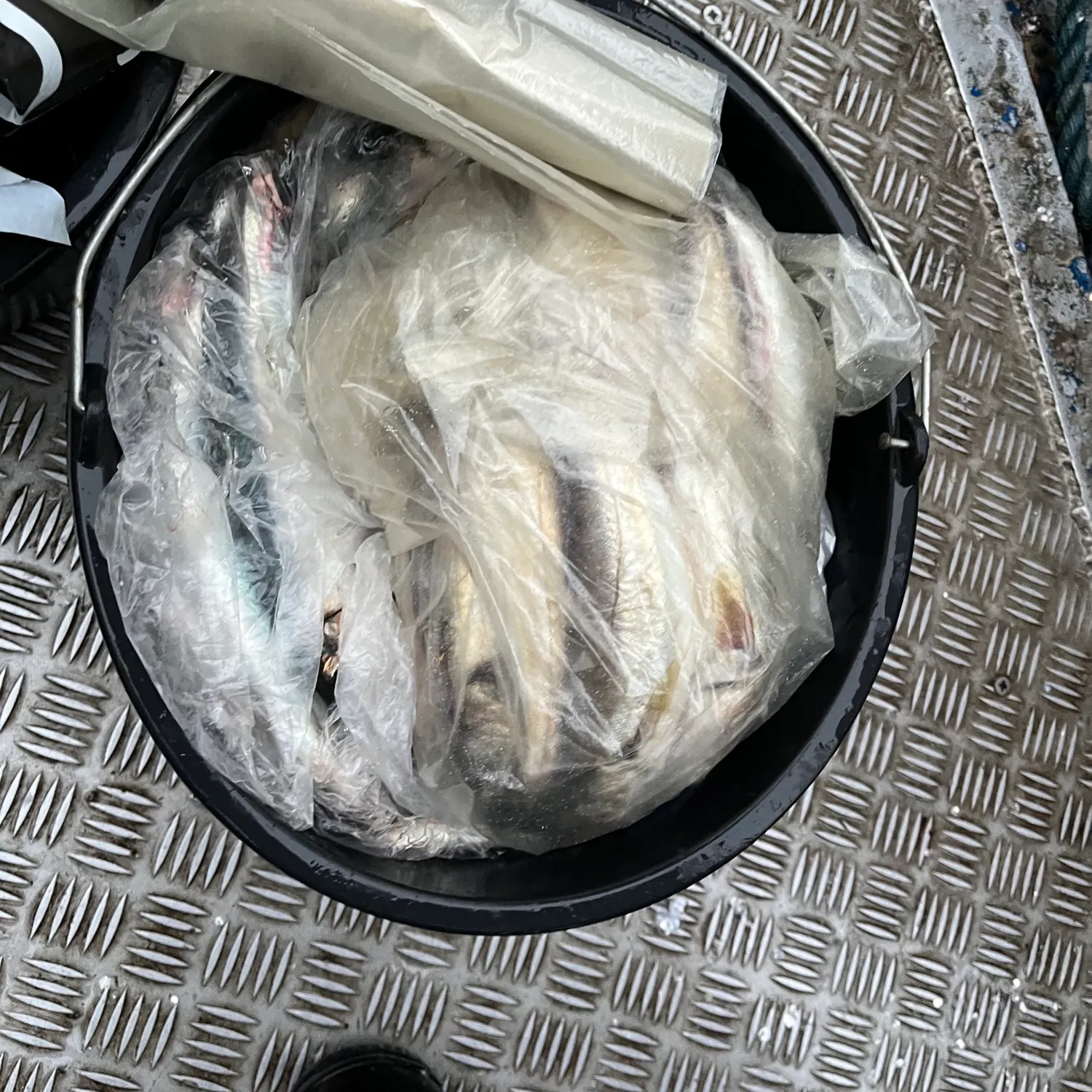 The most recent Atlantic herring catches on Fishbrain