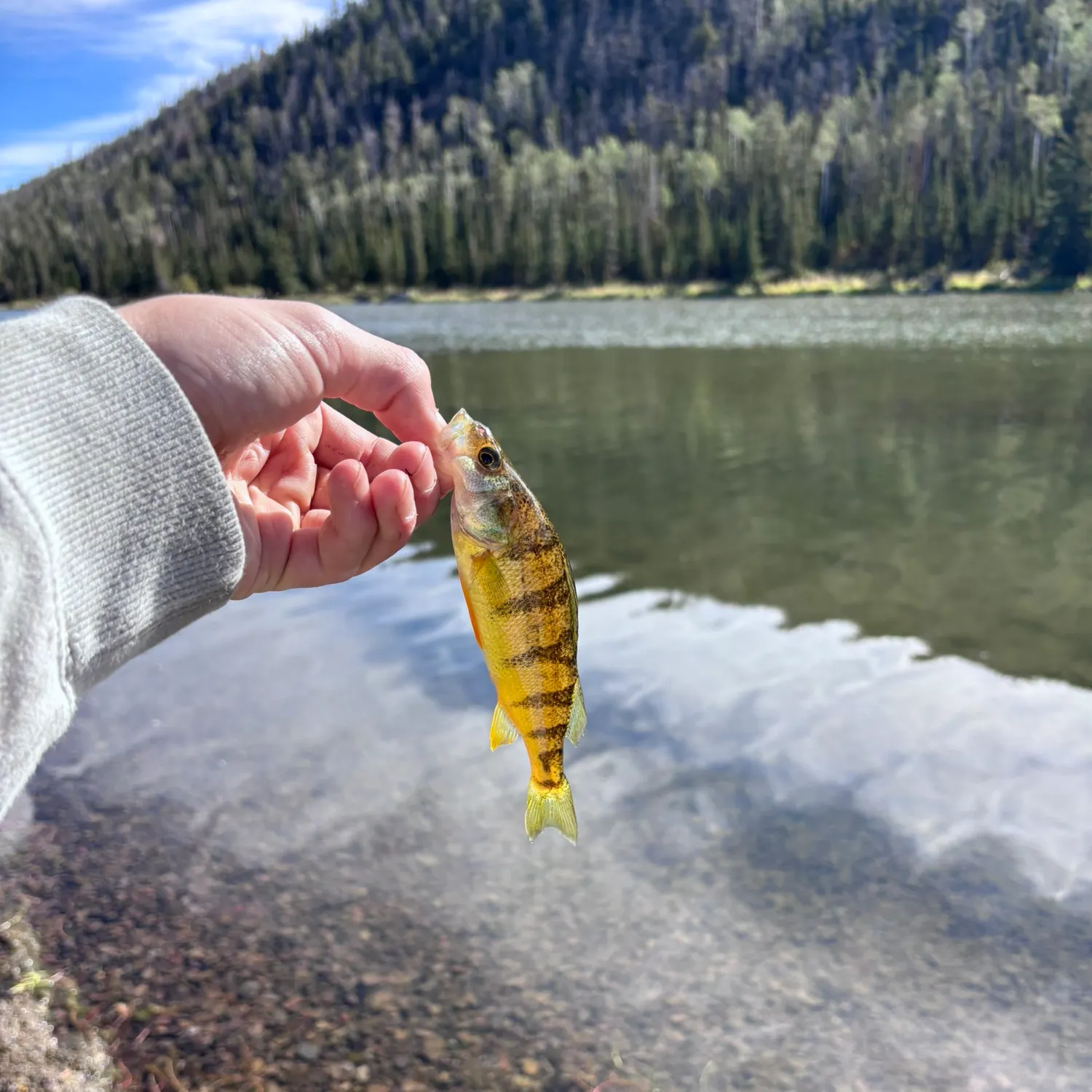 Yellow perch caught on Fishbrain