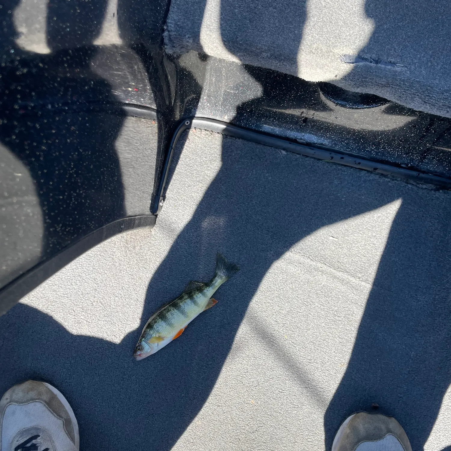 Yellow perch caught on Fishbrain