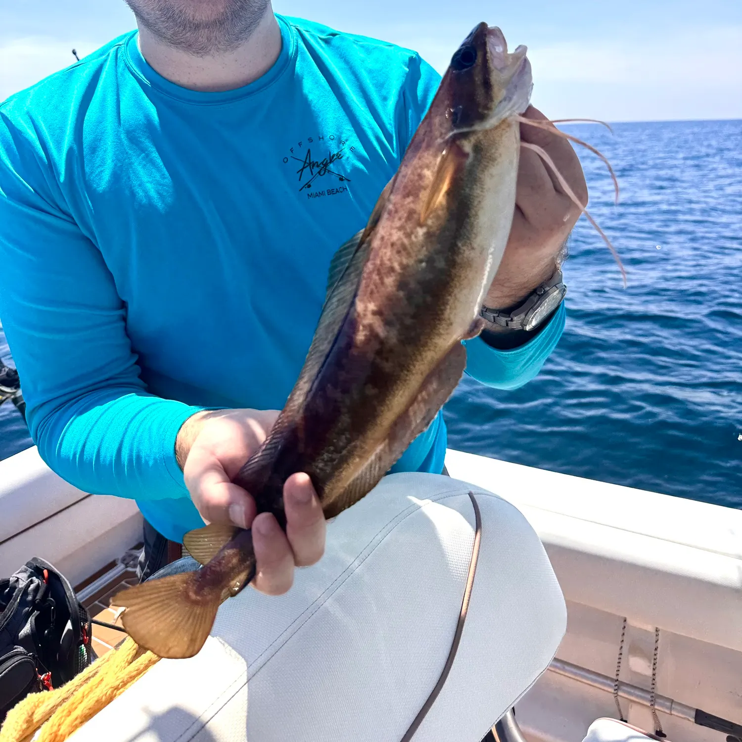 The most recent Red hake catches on Fishbrain