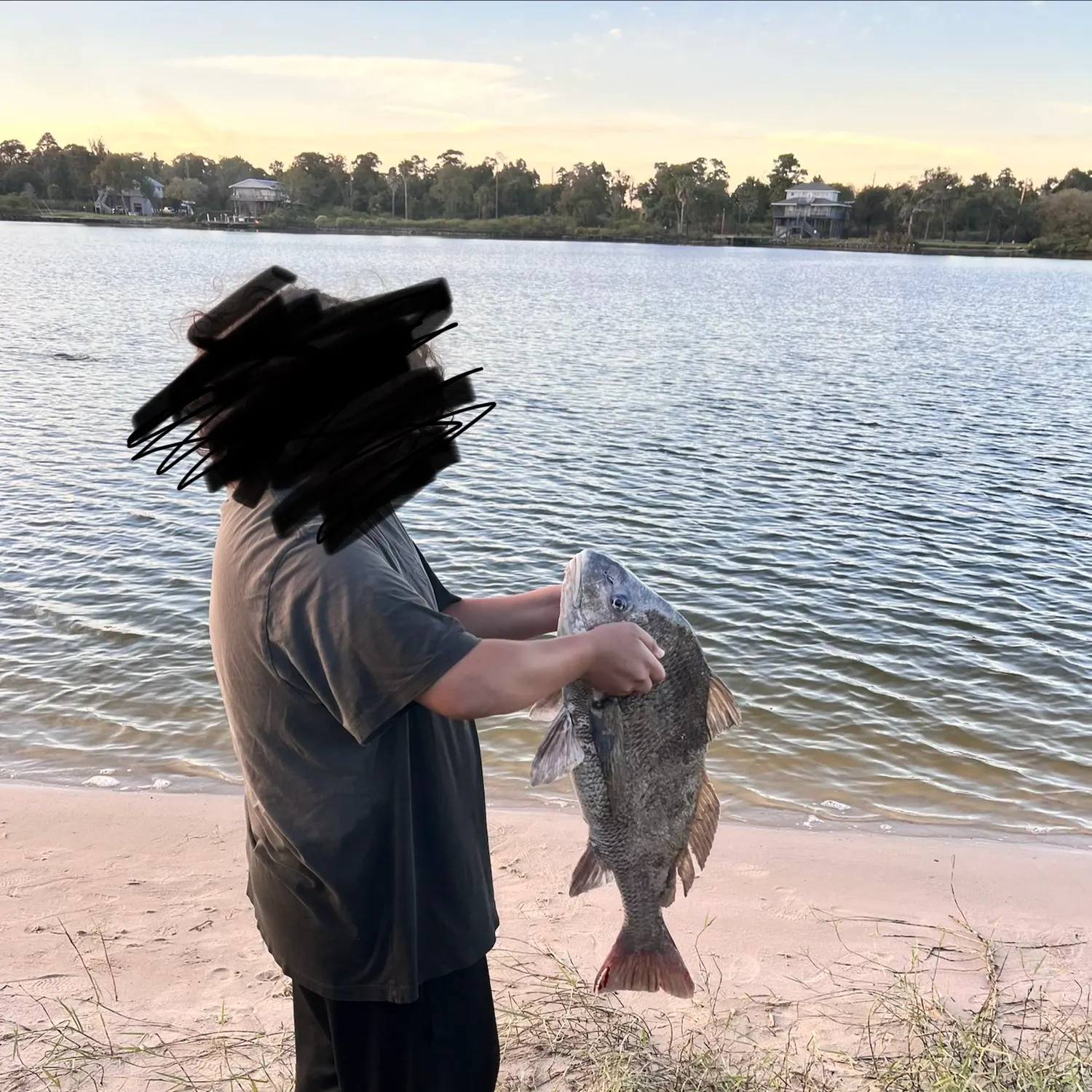 Black drum caught on Fishbrain