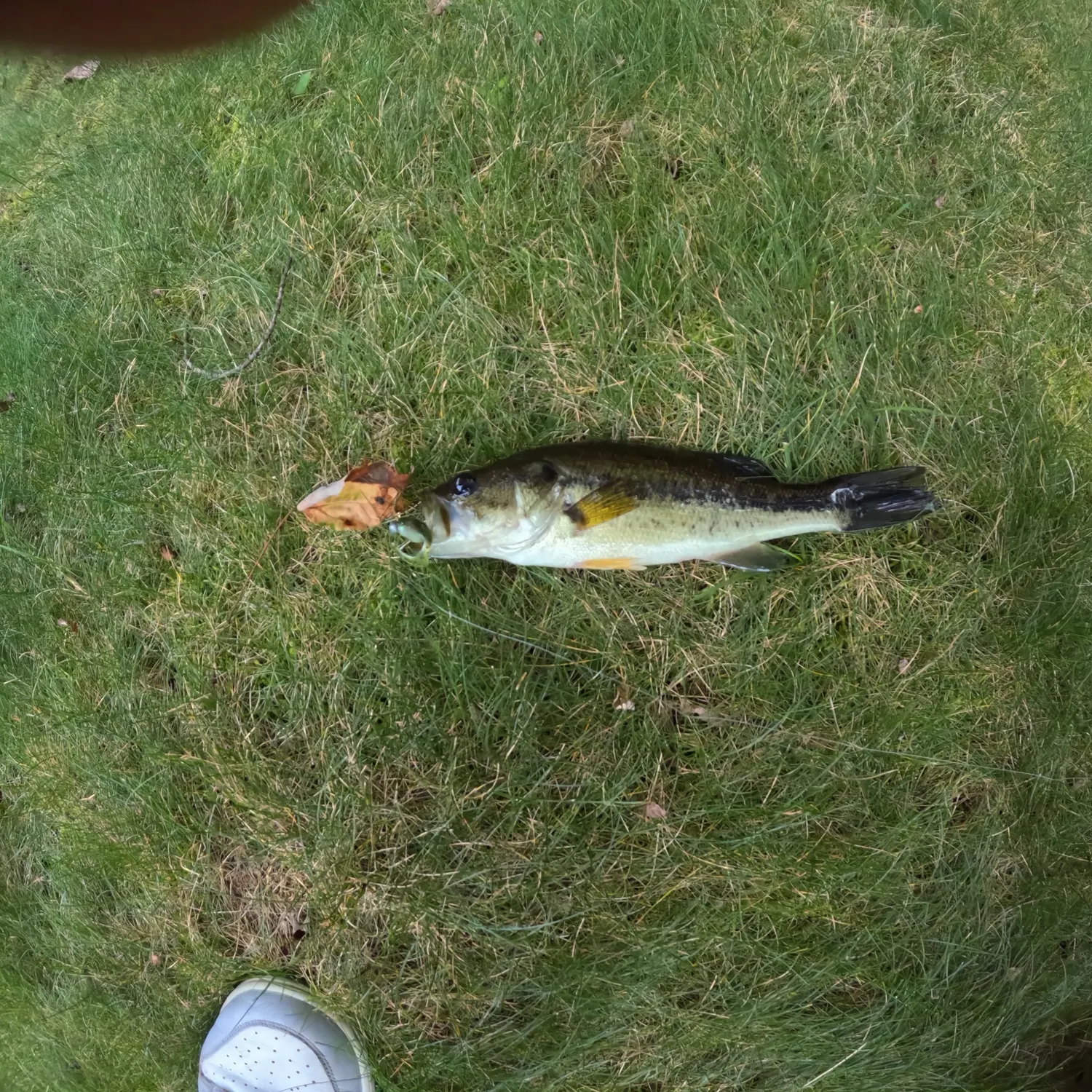 Smallmouth bass caught on Fishbrain