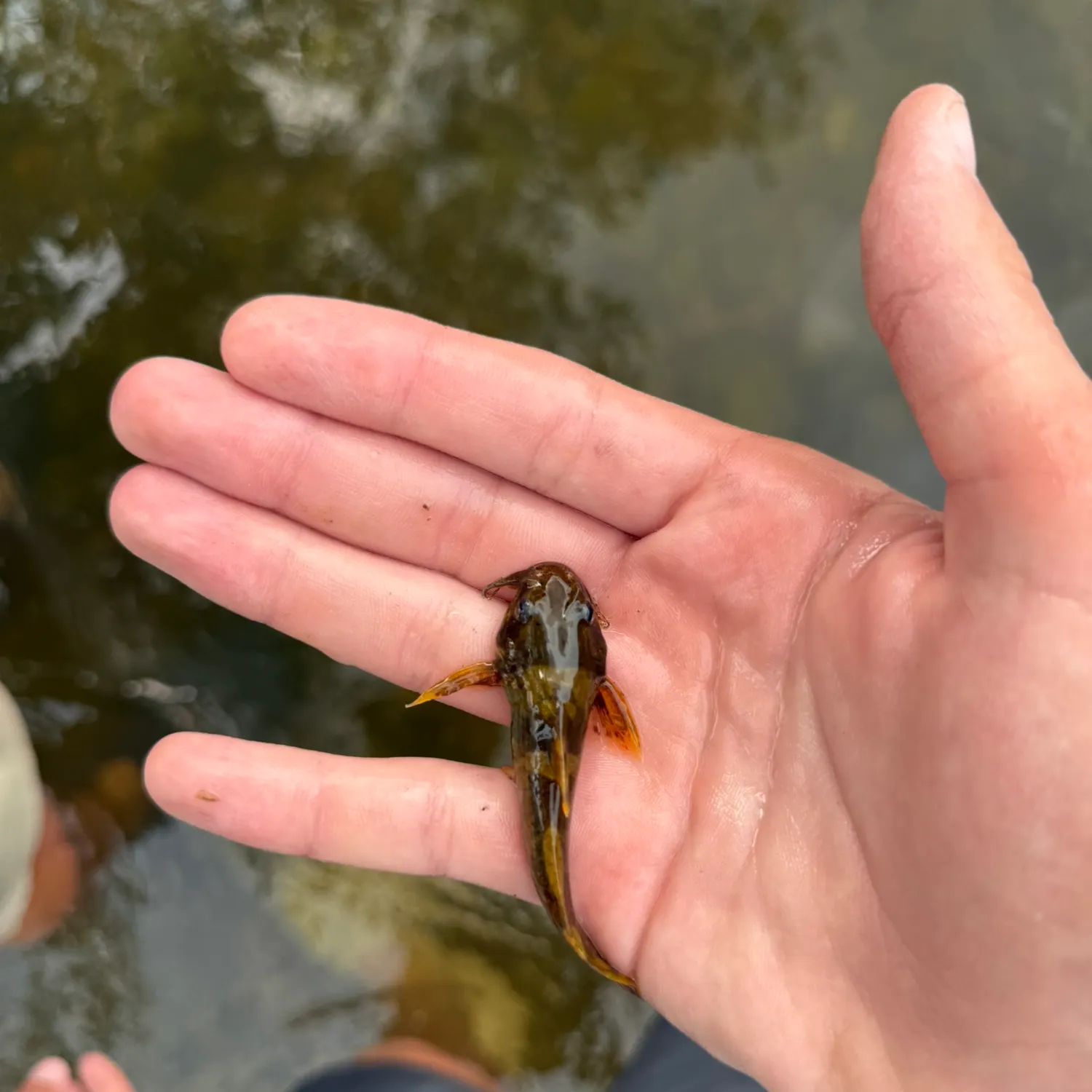 The most recent Tadpole madtom catches on Fishbrain