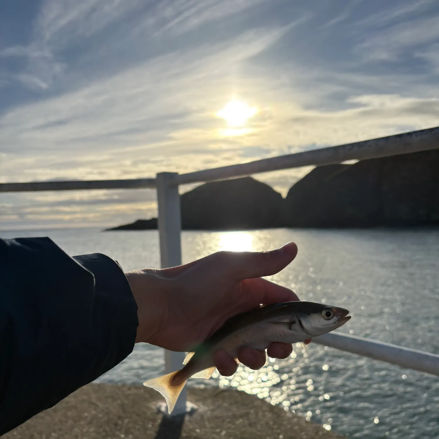 Fish caught on Fishbrain