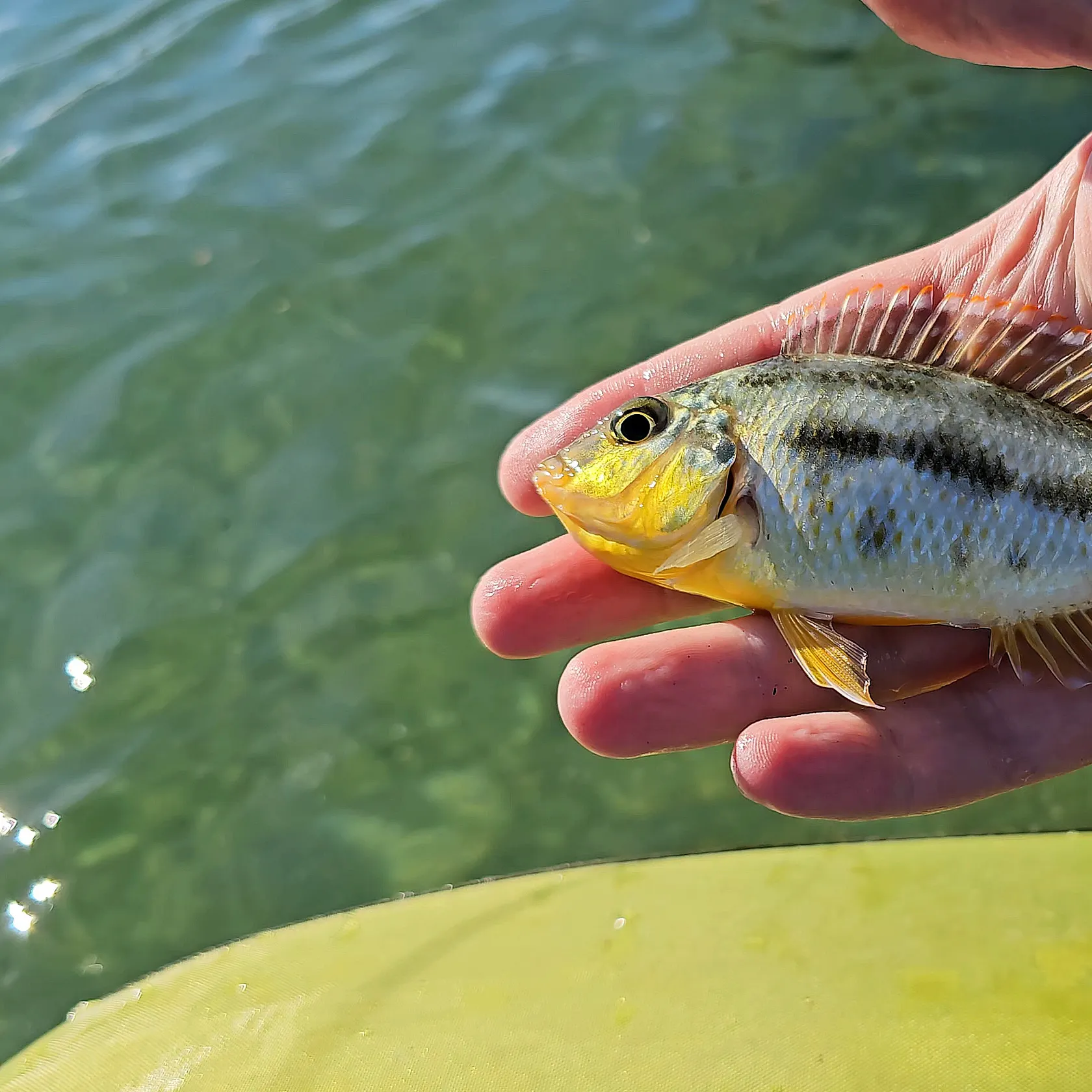 The most recent Giraffe cichlid catches on Fishbrain