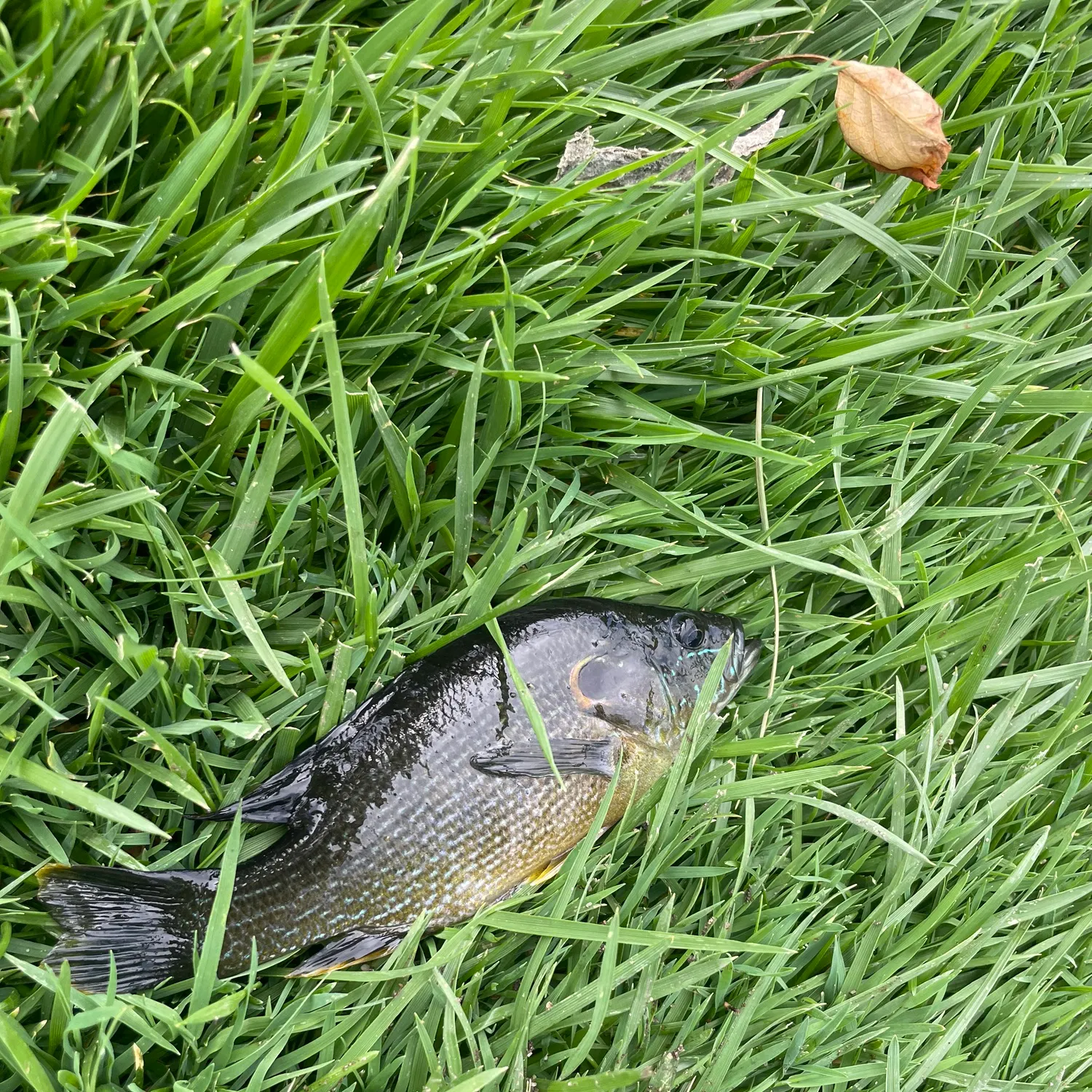 Green sunfish caught on Fishbrain