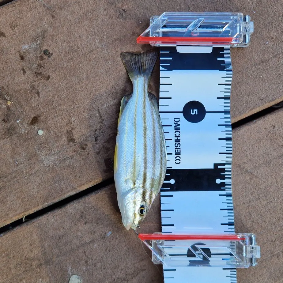 The most recent Jarbua terapon catches on Fishbrain