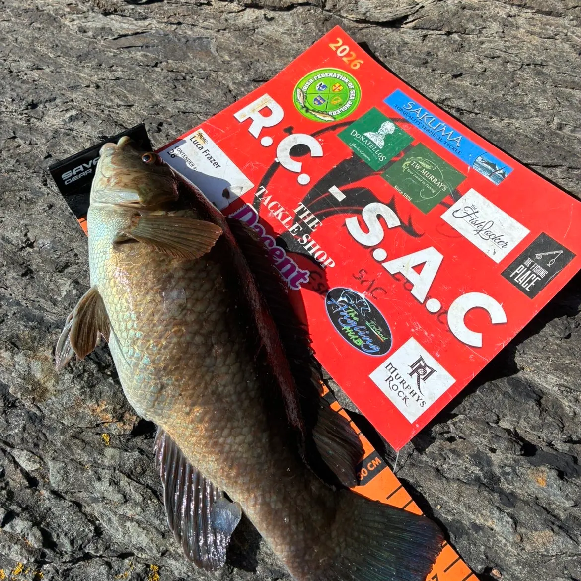 The most recent Ballan wrasse catches on Fishbrain