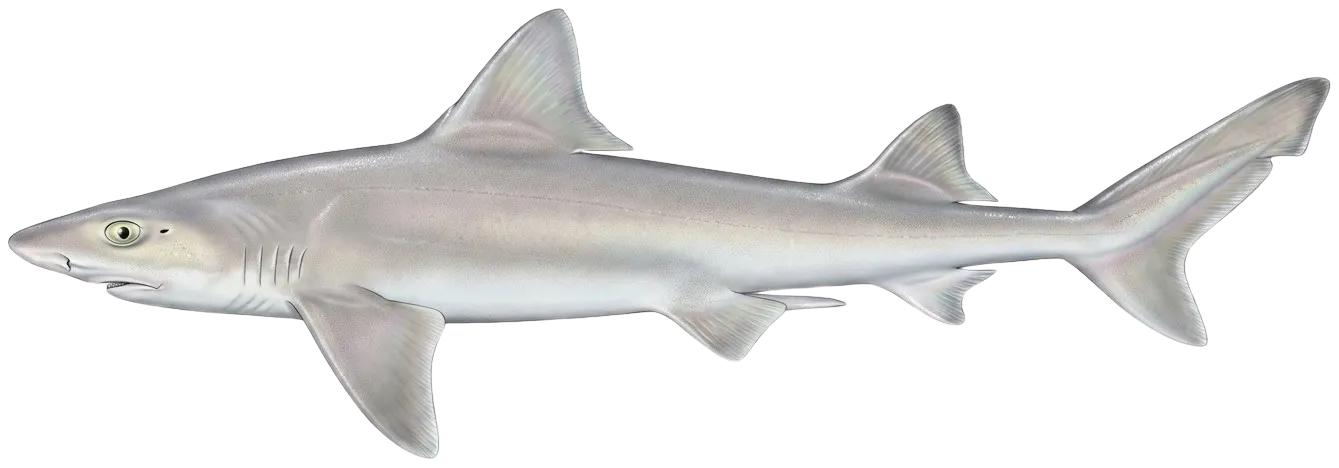 Grey smooth-hound
