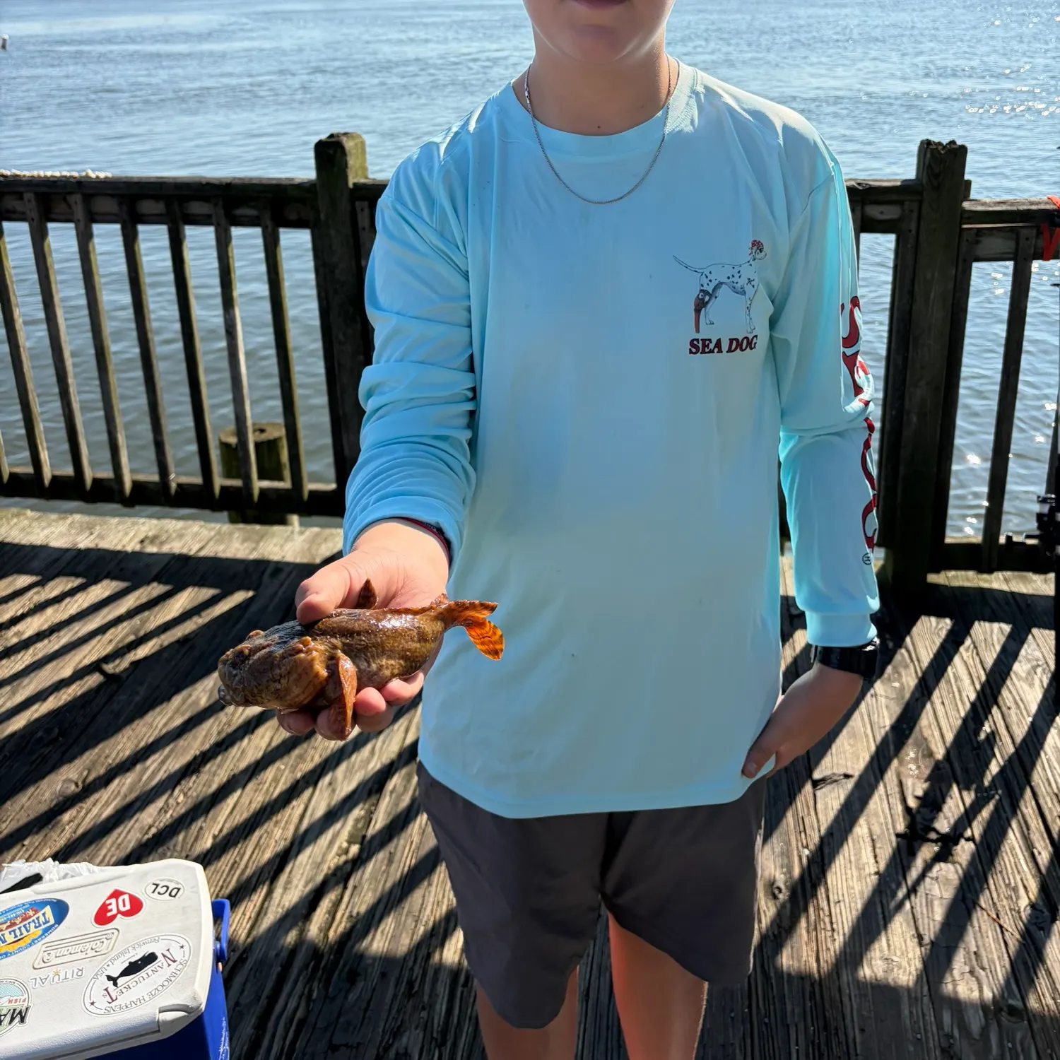 The most recent Oyster toadfish catches on Fishbrain