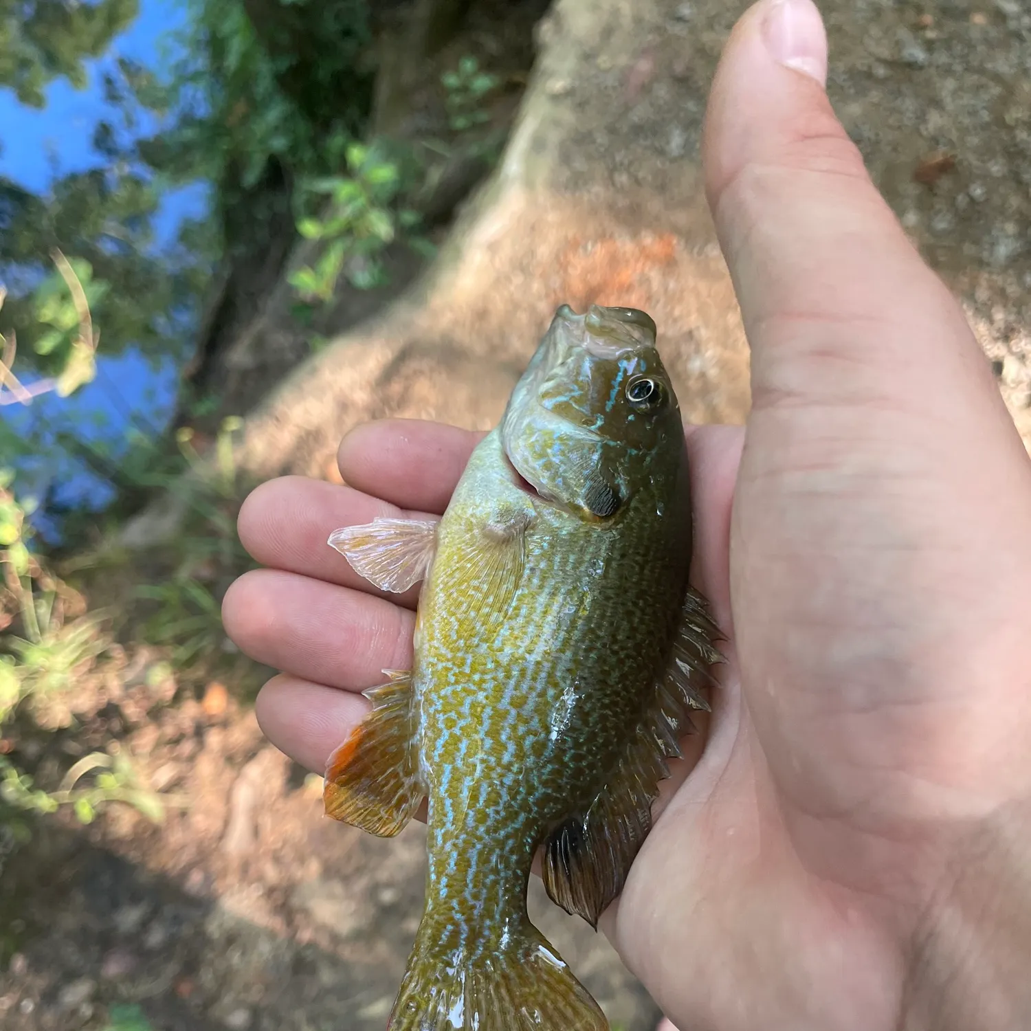 Green sunfish caught on Fishbrain