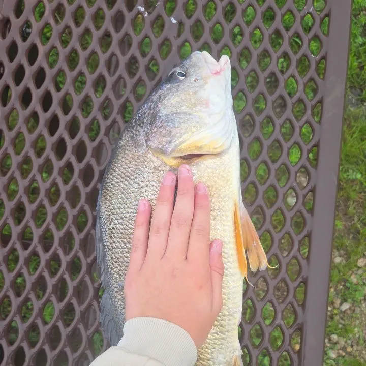 Freshwater drum caught on Fishbrain