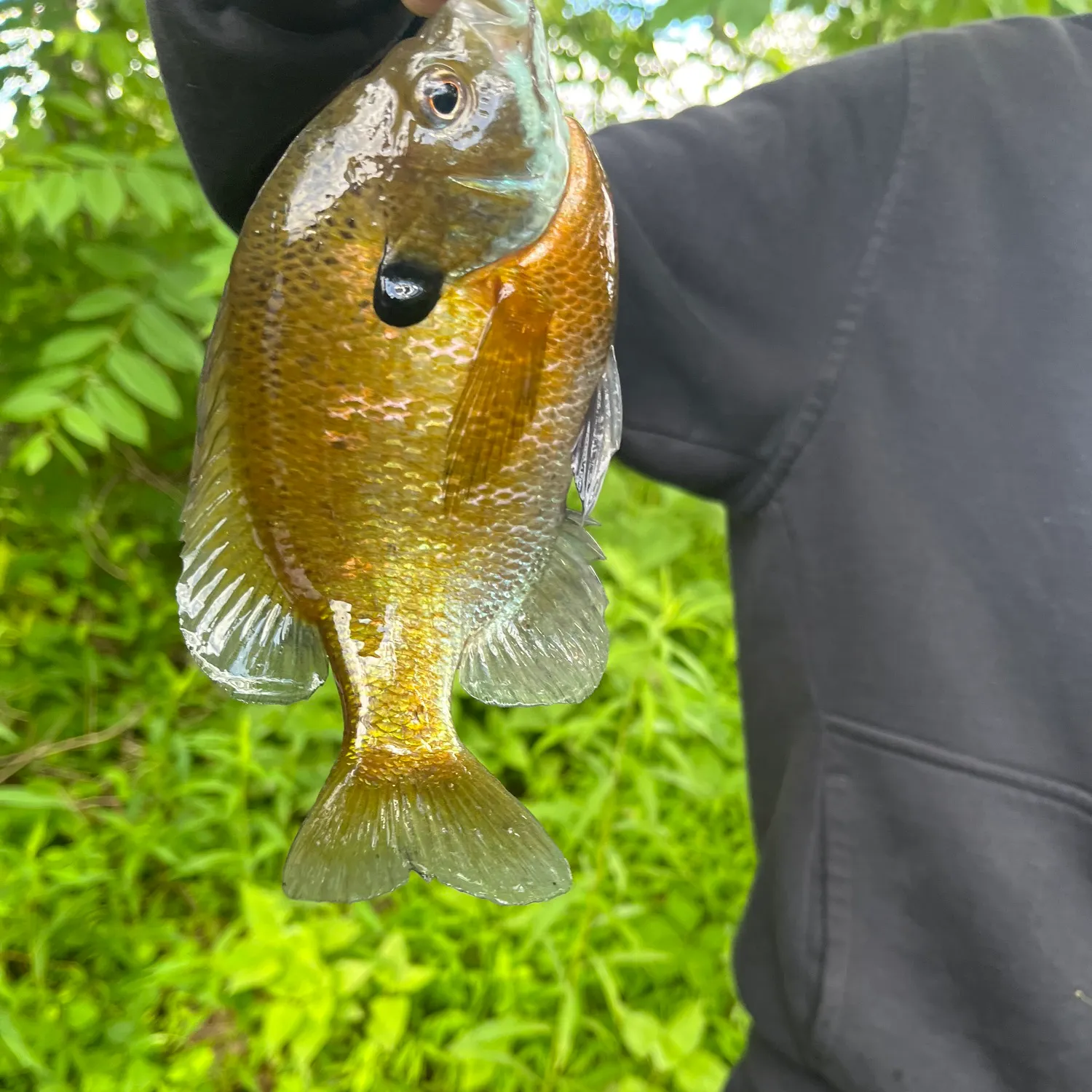Bluegill caught on Fishbrain