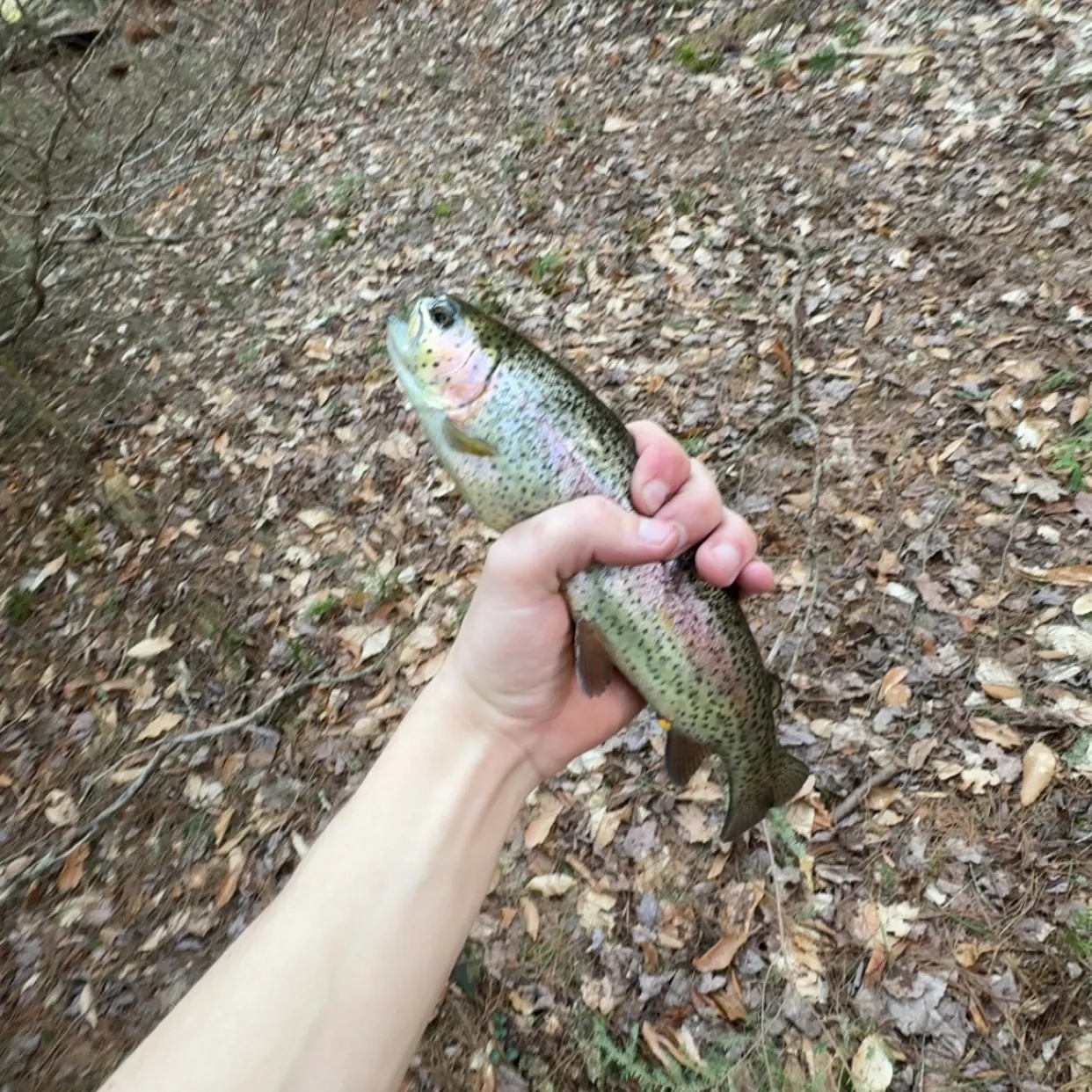 Rainbow trout caught on Fishbrain