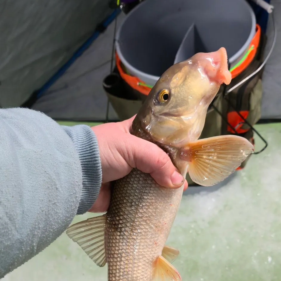 The most recent White sucker catches on Fishbrain