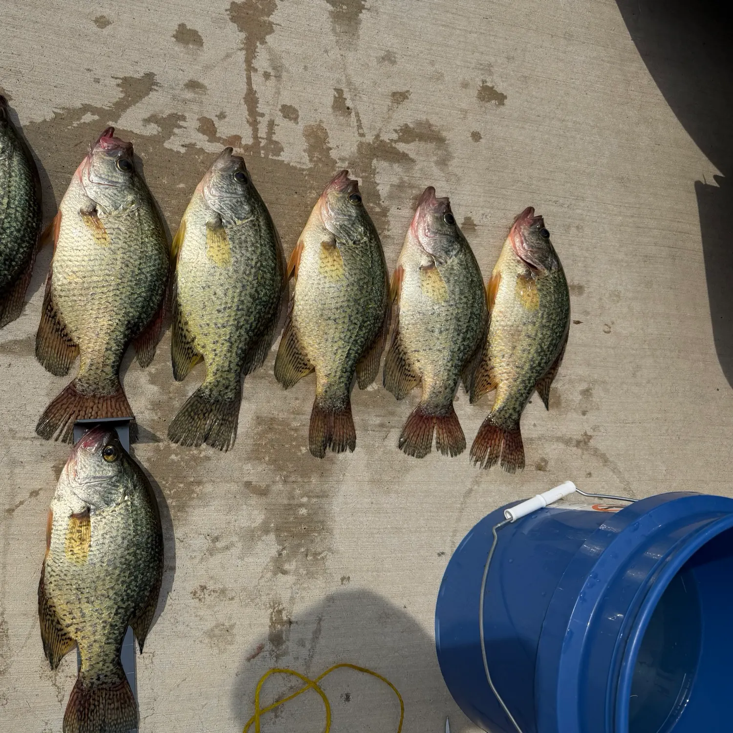 recently logged catches