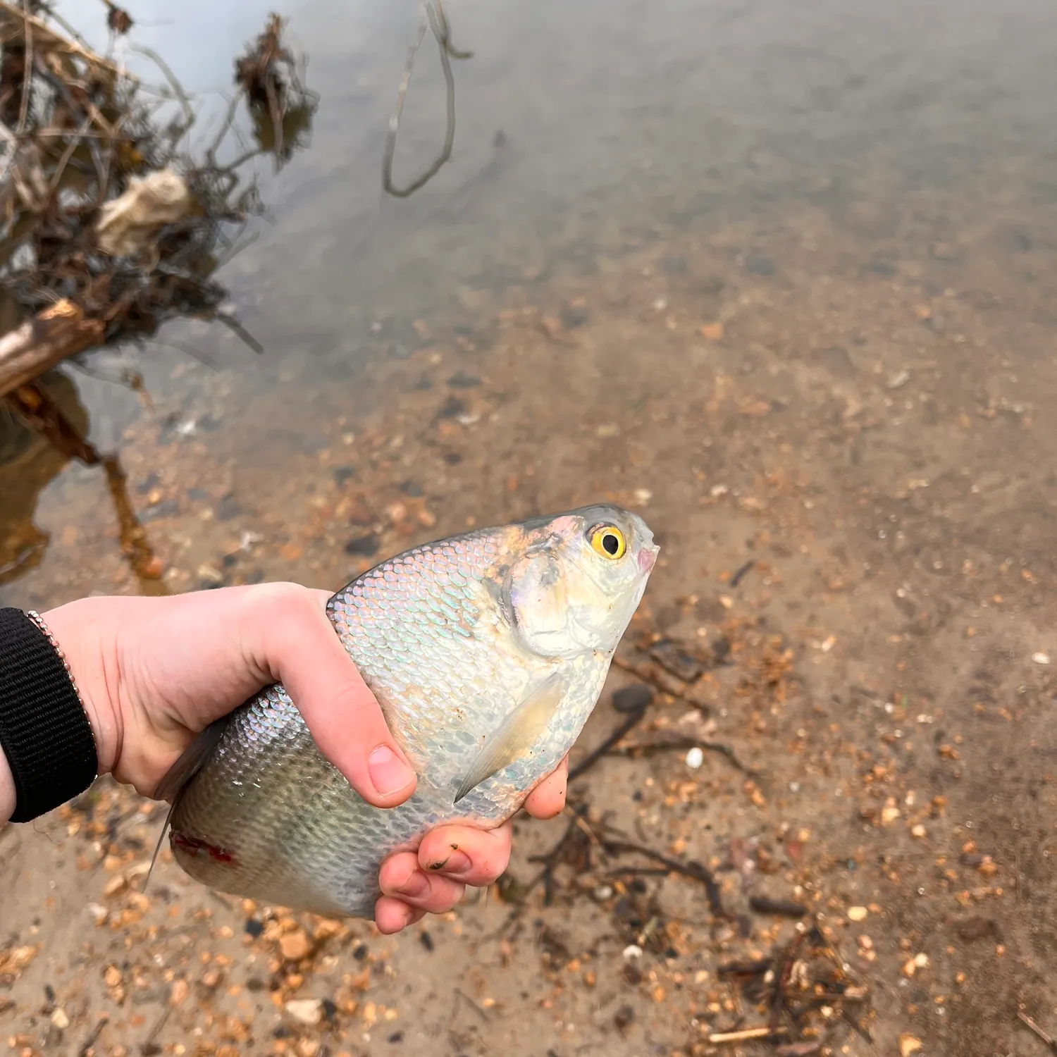 The most recent Threadfin shad catches on Fishbrain