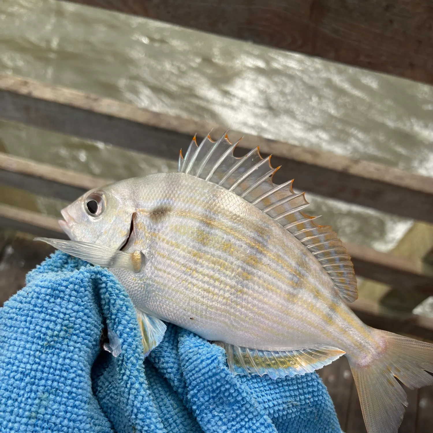 Pinfish caught on Fishbrain