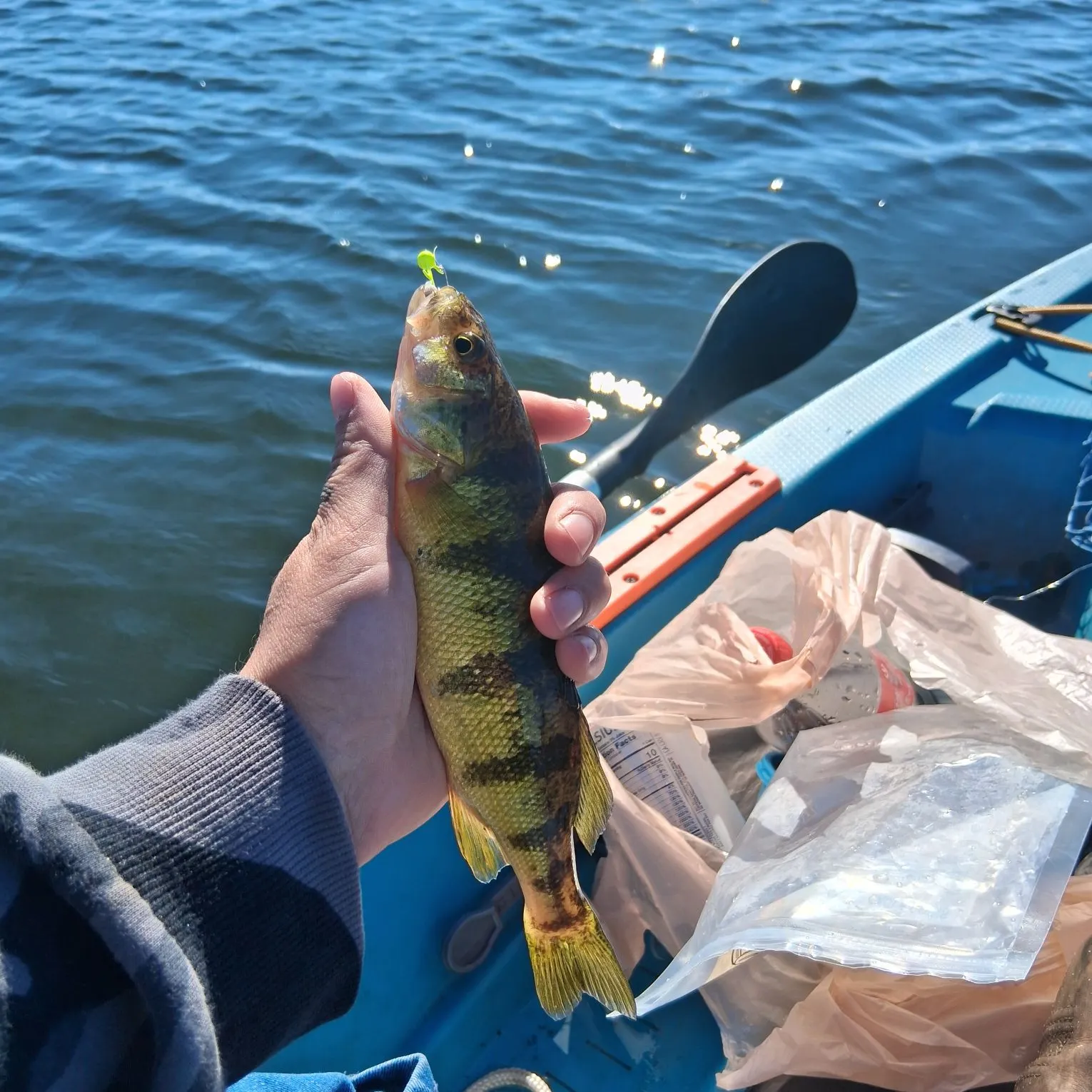 Yellow perch caught on Fishbrain