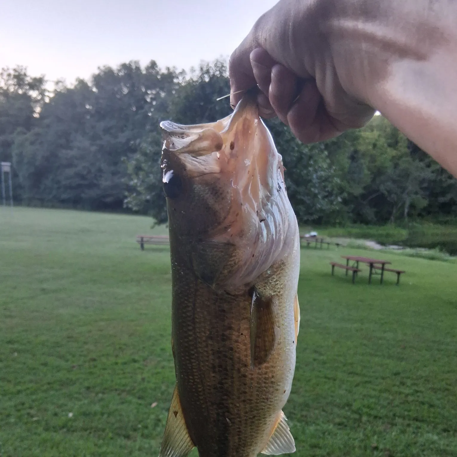 Largemouth bass caught on Fishbrain
