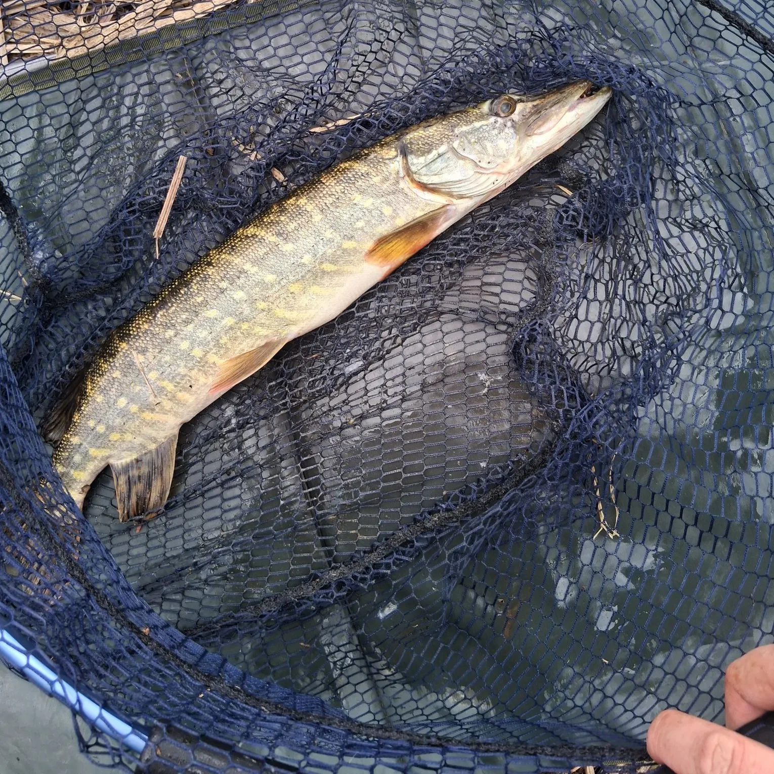Northern pike caught on Fishbrain