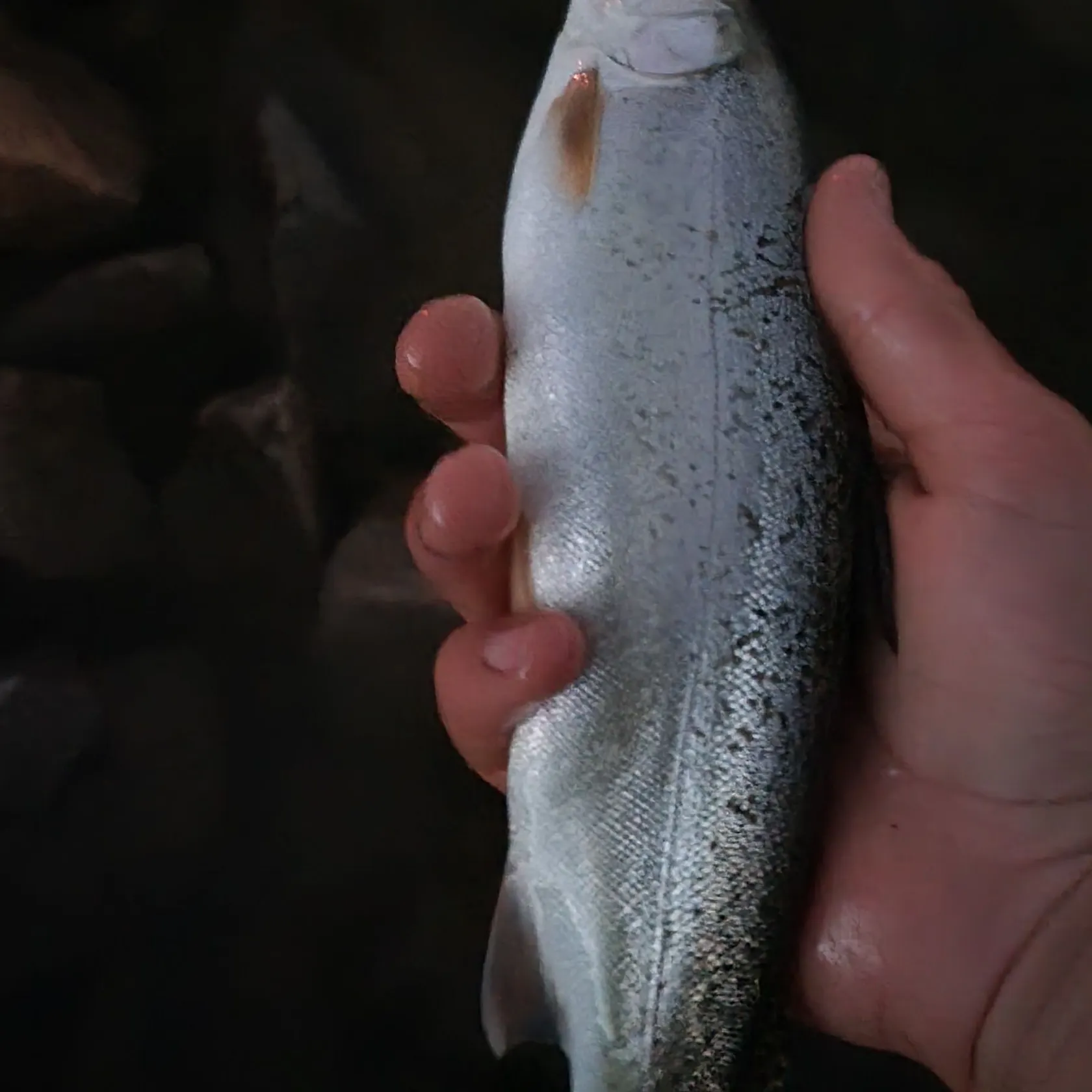 Rainbow trout caught on Fishbrain