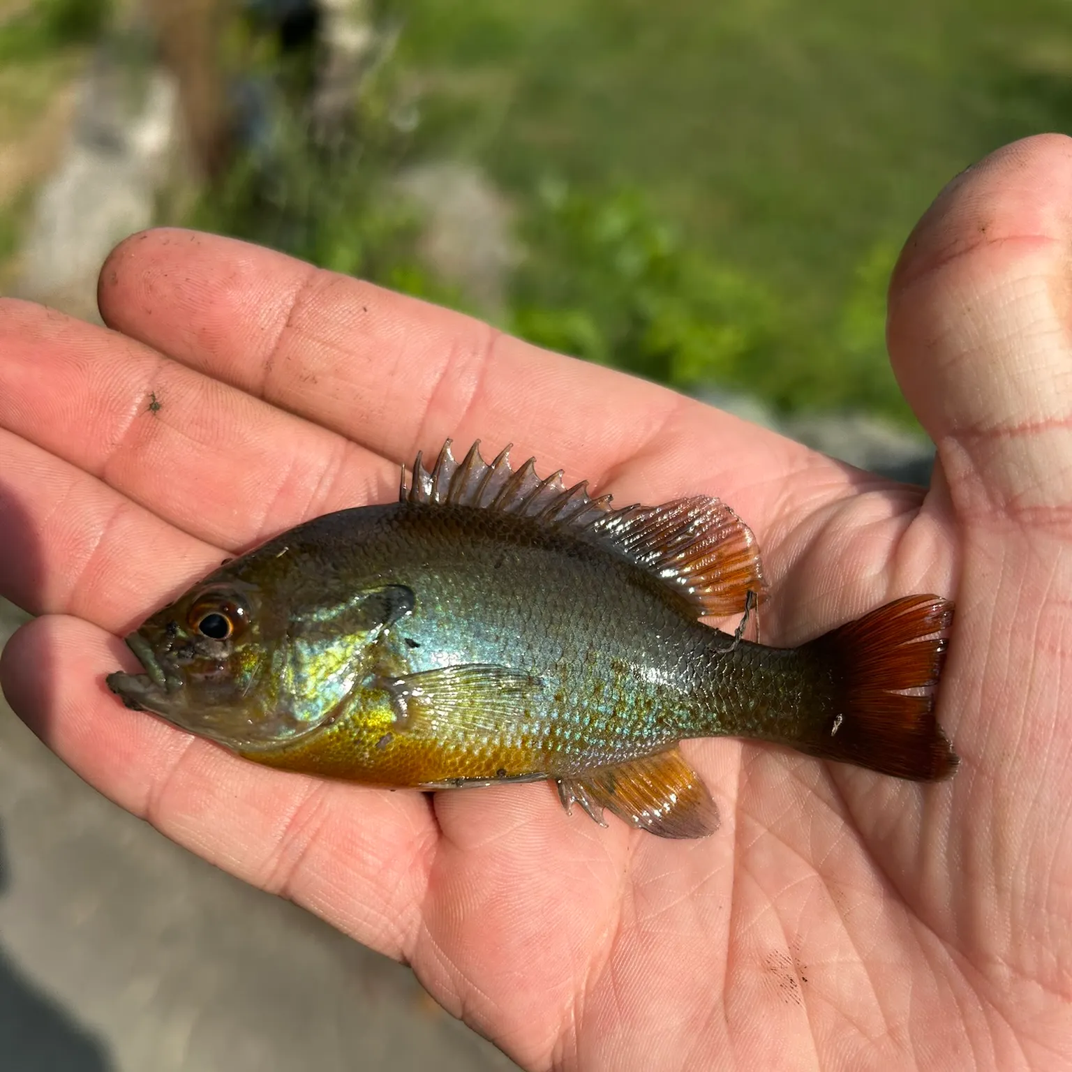 The most recent Redbreast sunfish catches on Fishbrain
