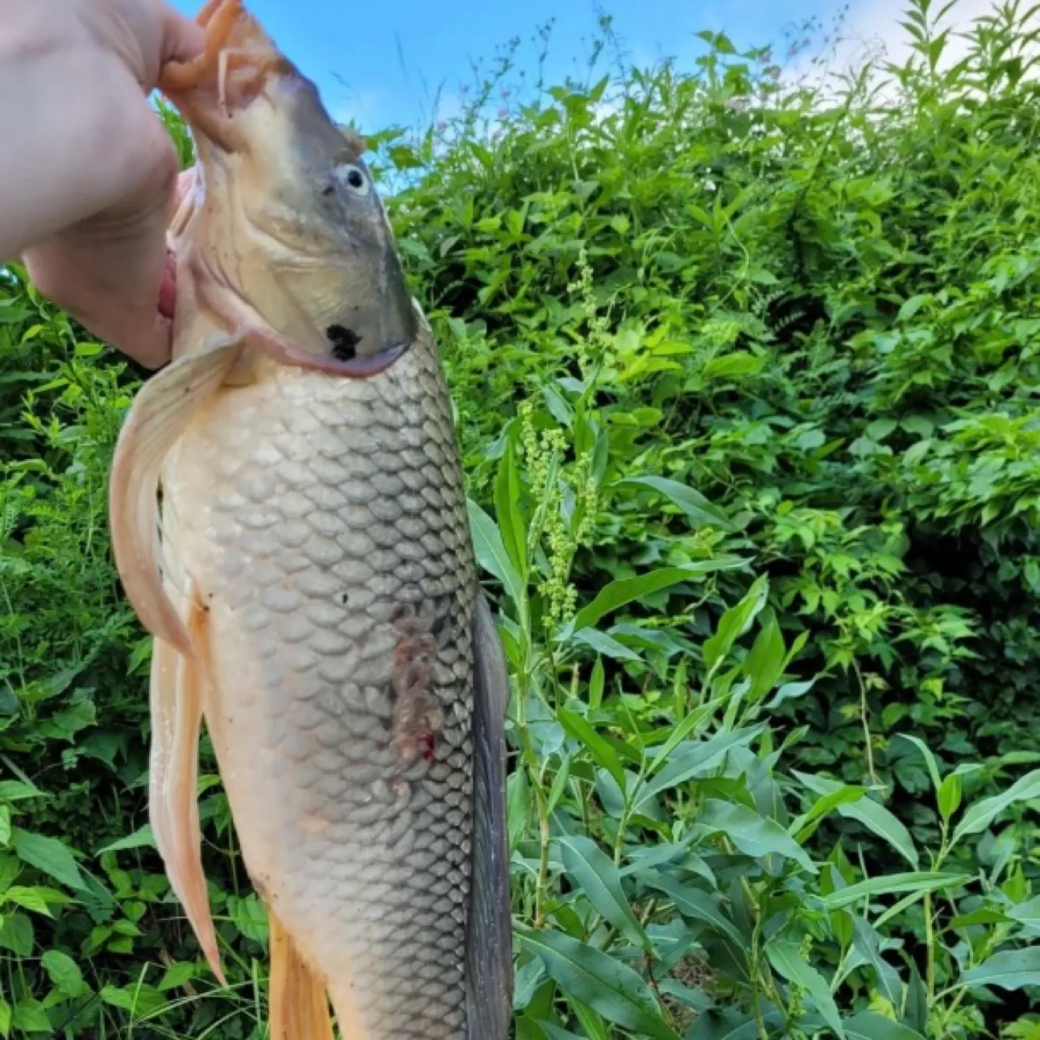 Koi carp caught on Fishbrain