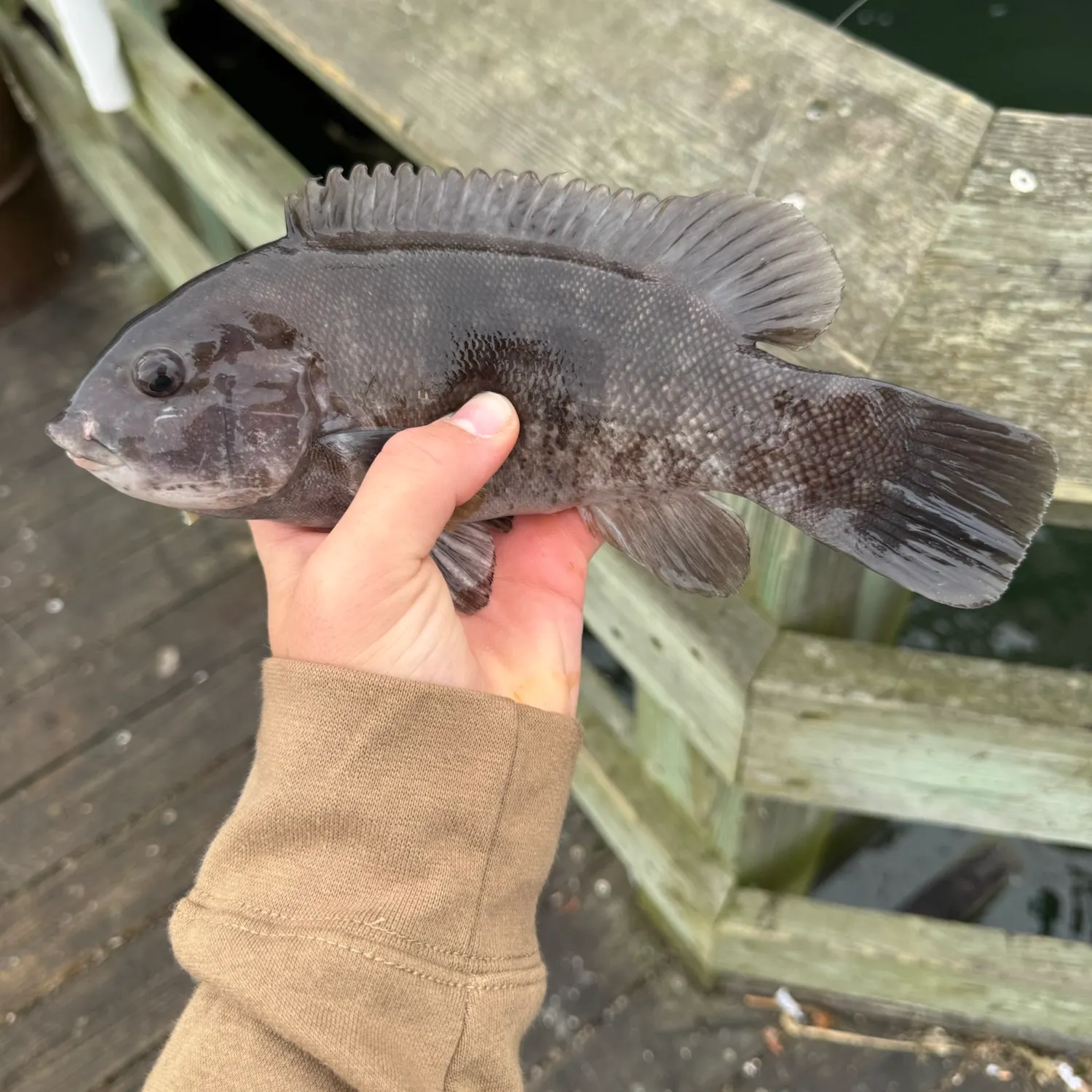 Tautog caught on Fishbrain