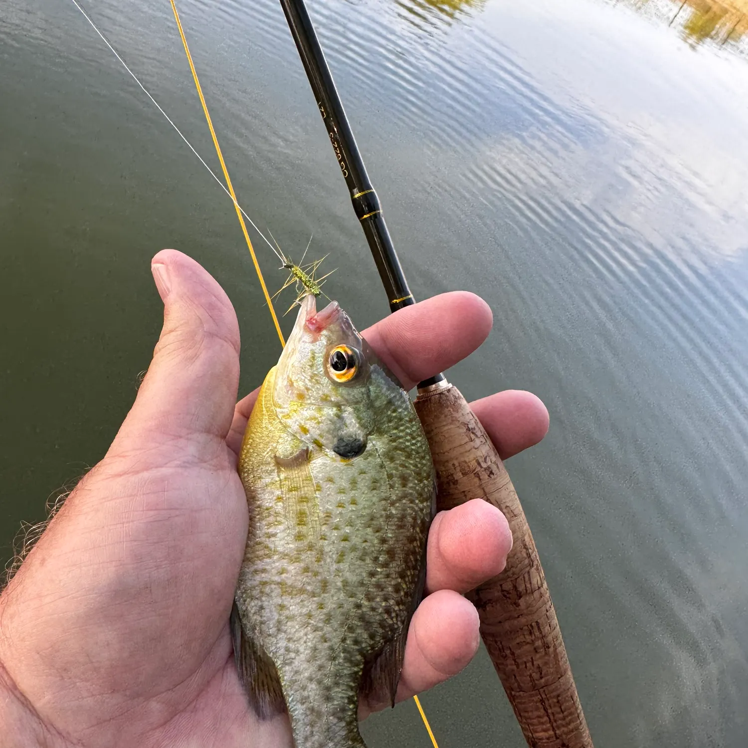 Bluegill caught on Fishbrain