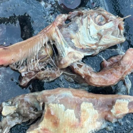 Atlantic menhaden caught on Fishbrain