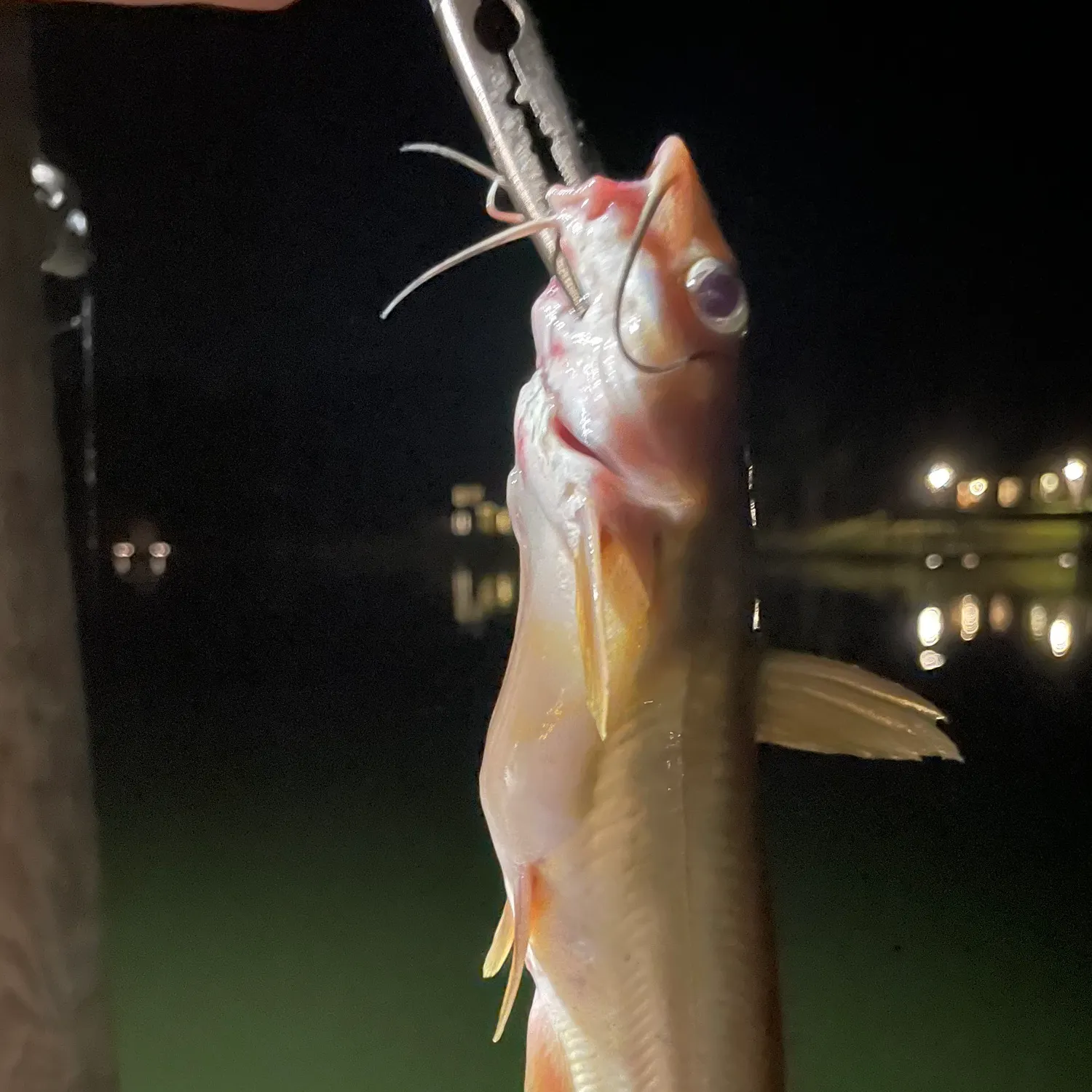 Channel catfish caught on Fishbrain