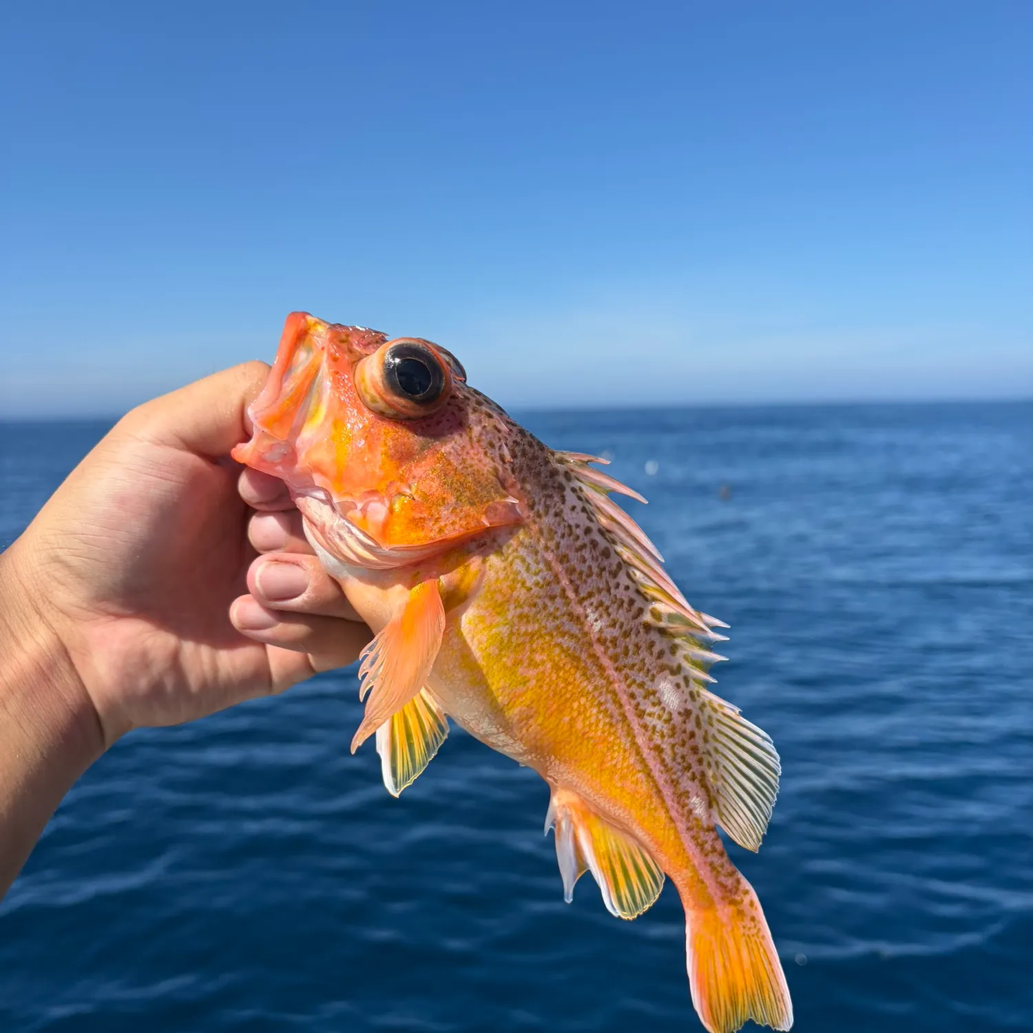Honeycomb rockfish caught on Fishbrain