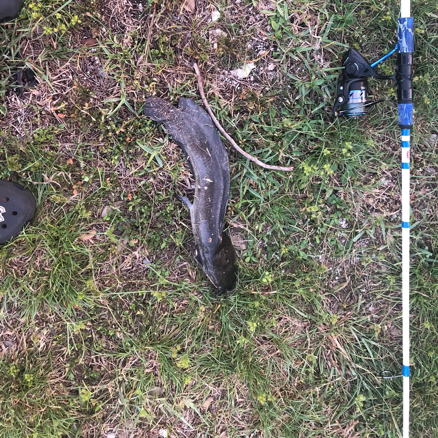 The most recent Walking catfish catches on Fishbrain
