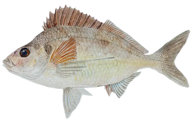 Tarakihi