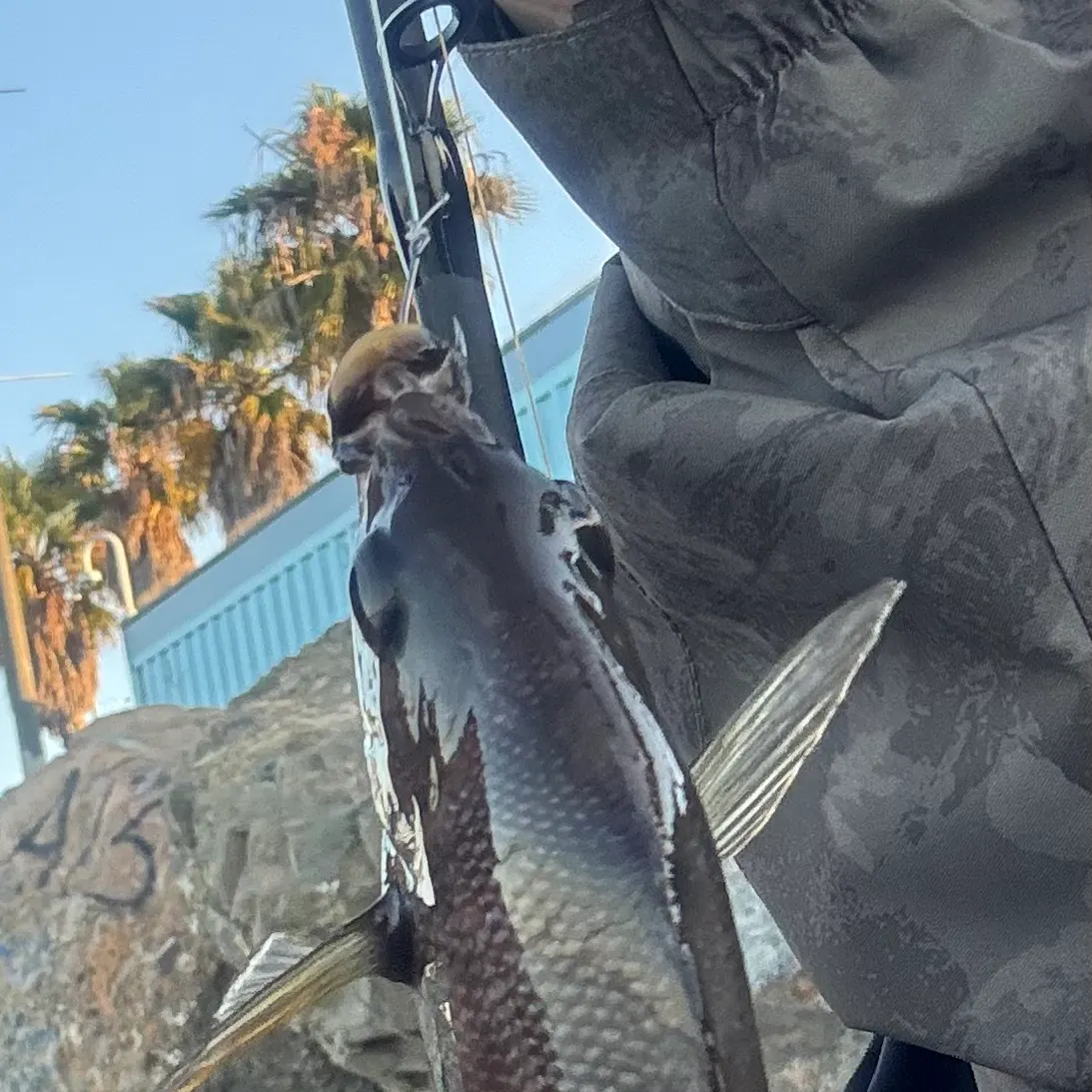 The most recent Black perch catches on Fishbrain
