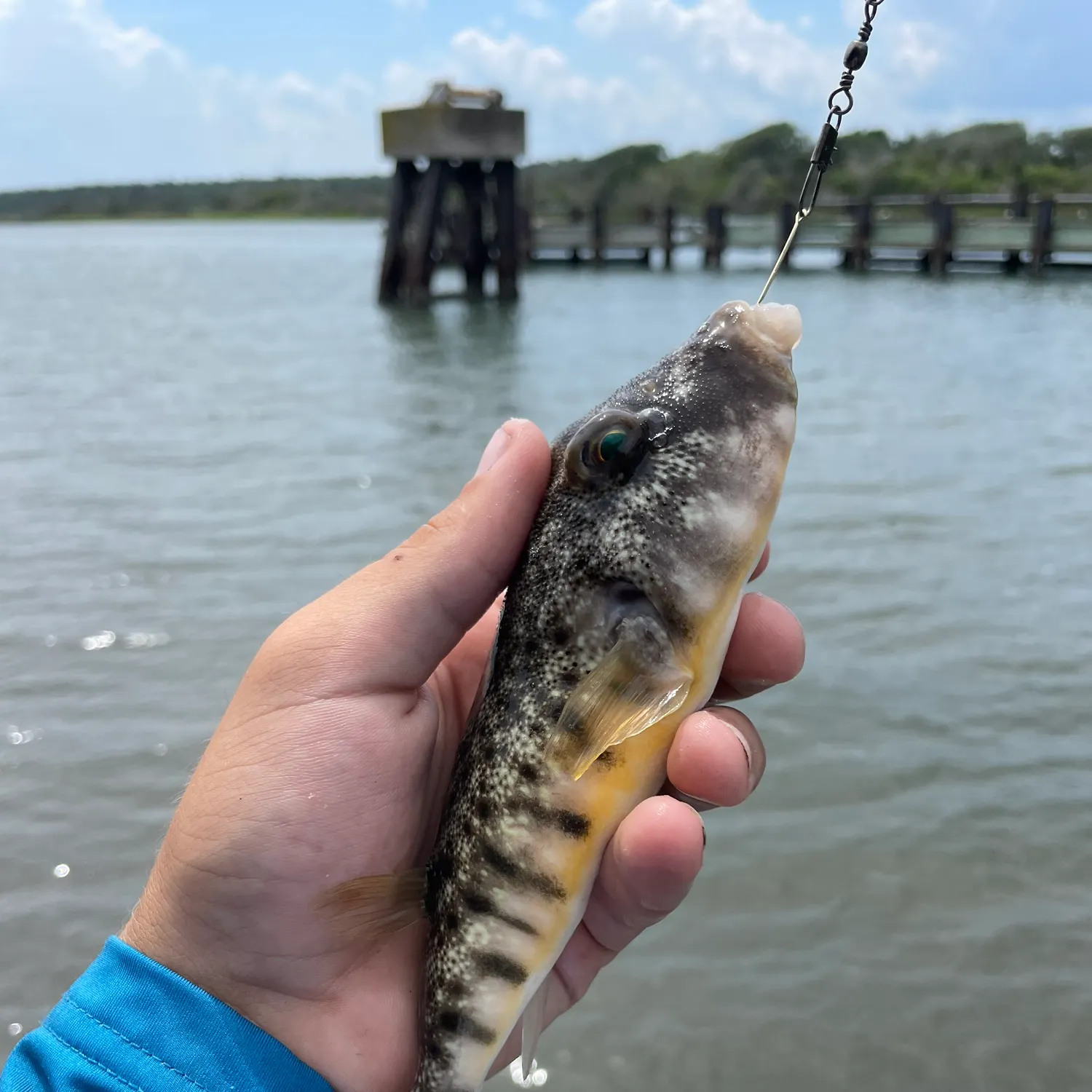 The most recent Northern puffer catches on Fishbrain