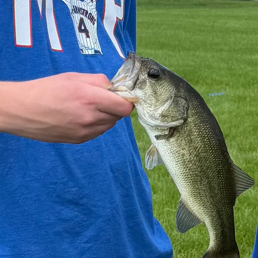 Fish caught on Fishbrain