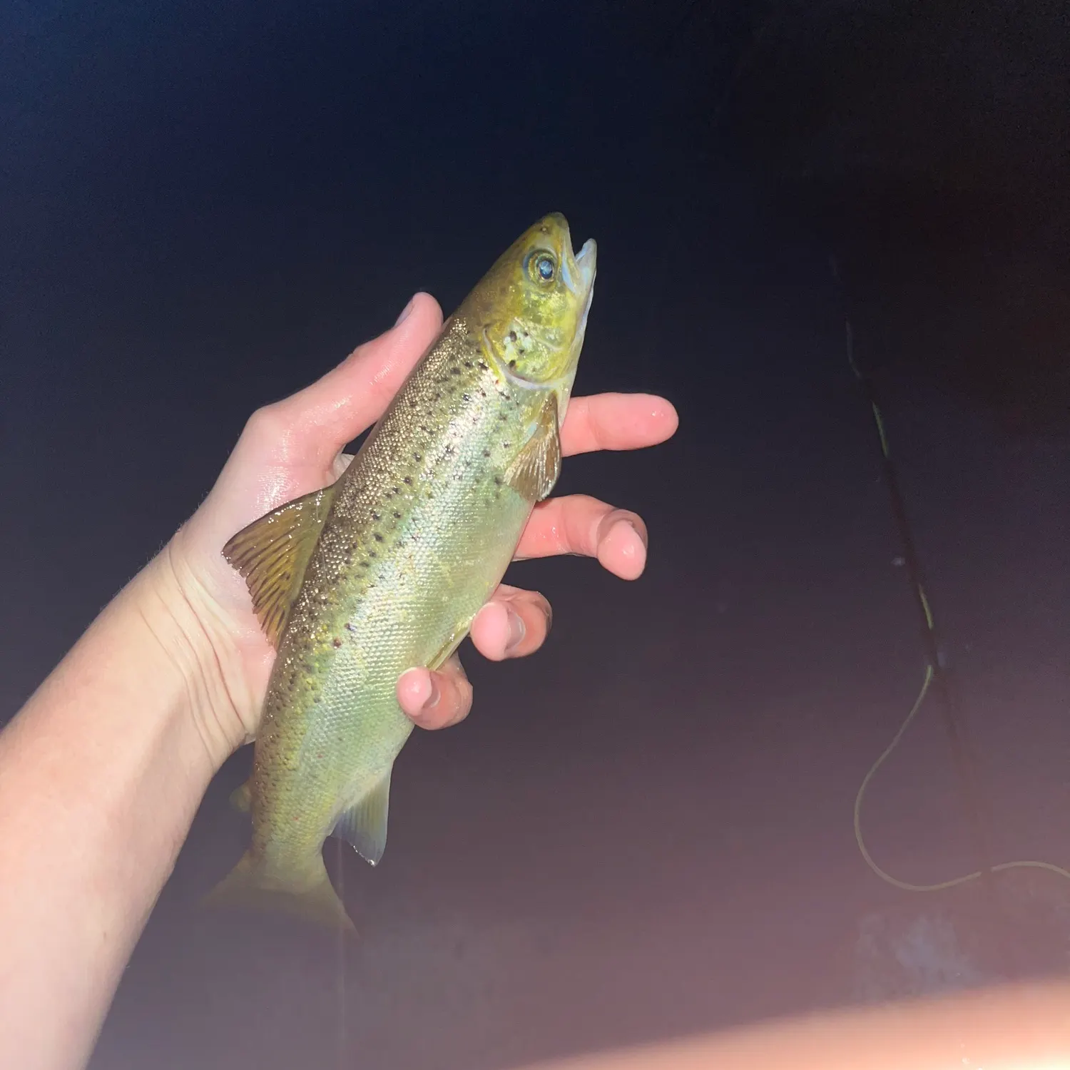 Landlocked atlantic salmon caught on Fishbrain