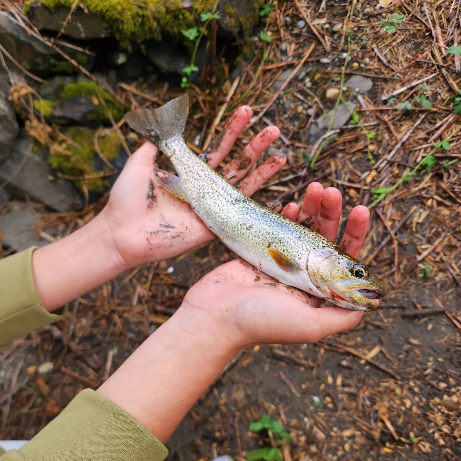 Cutbow caught on Fishbrain