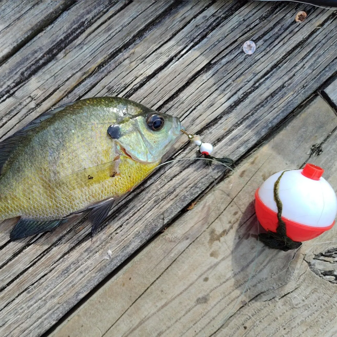 Bluegill caught on Fishbrain