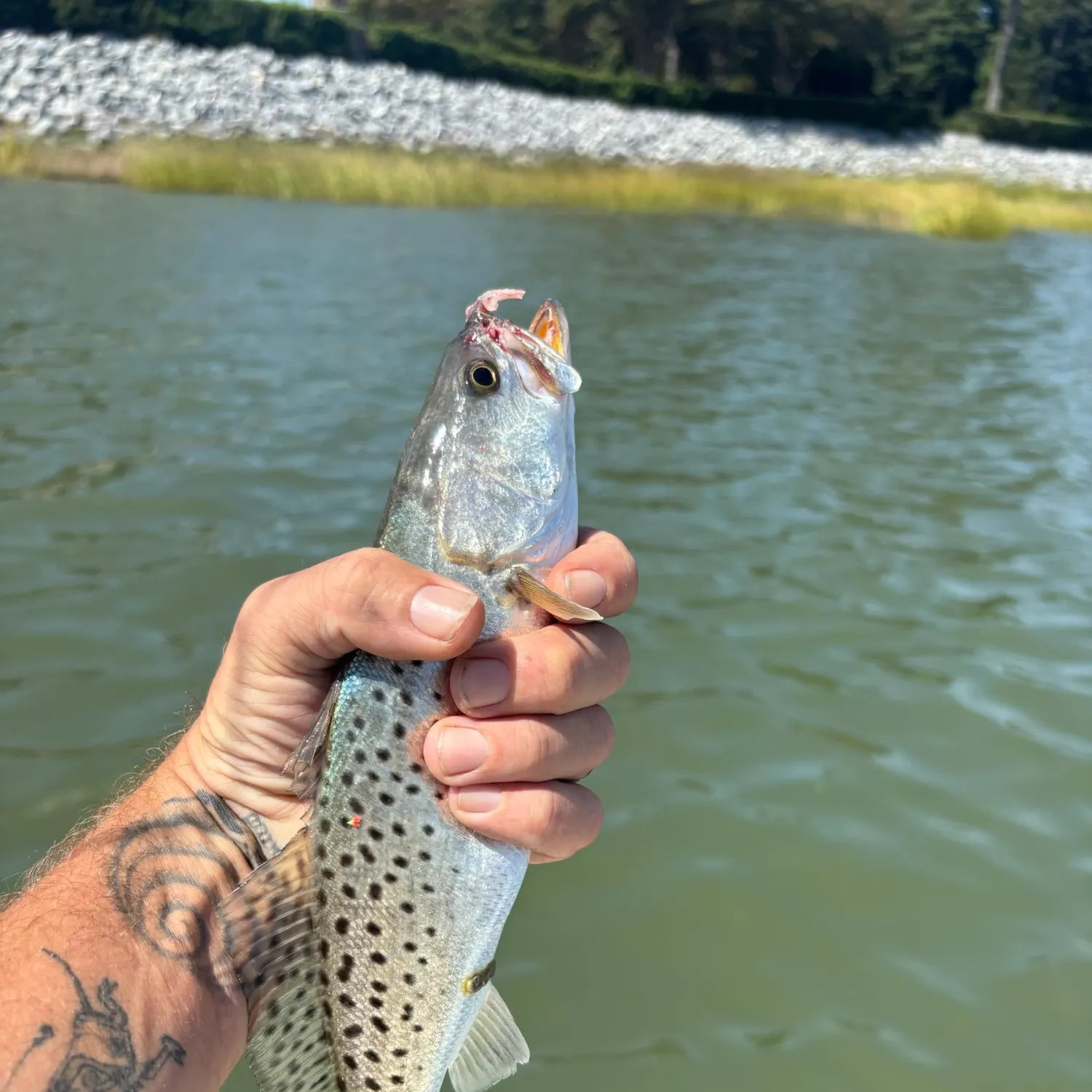 Spotted seatrout caught on Fishbrain