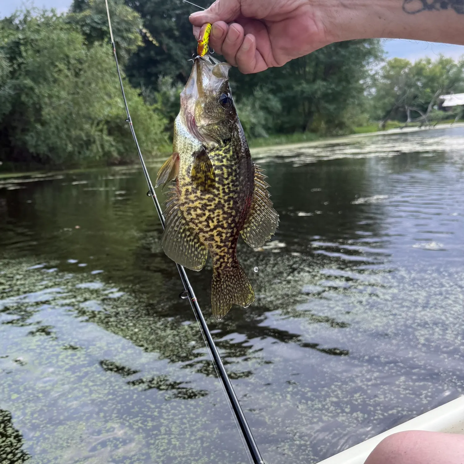 recently logged catches