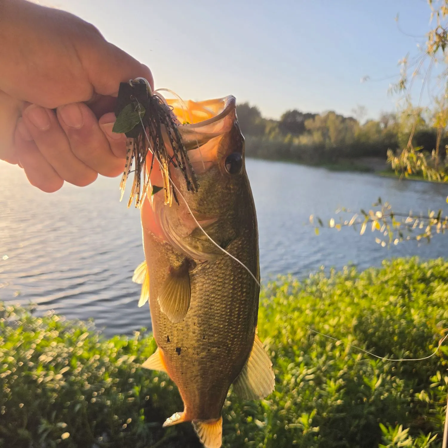 Largemouth bass caught on Fishbrain