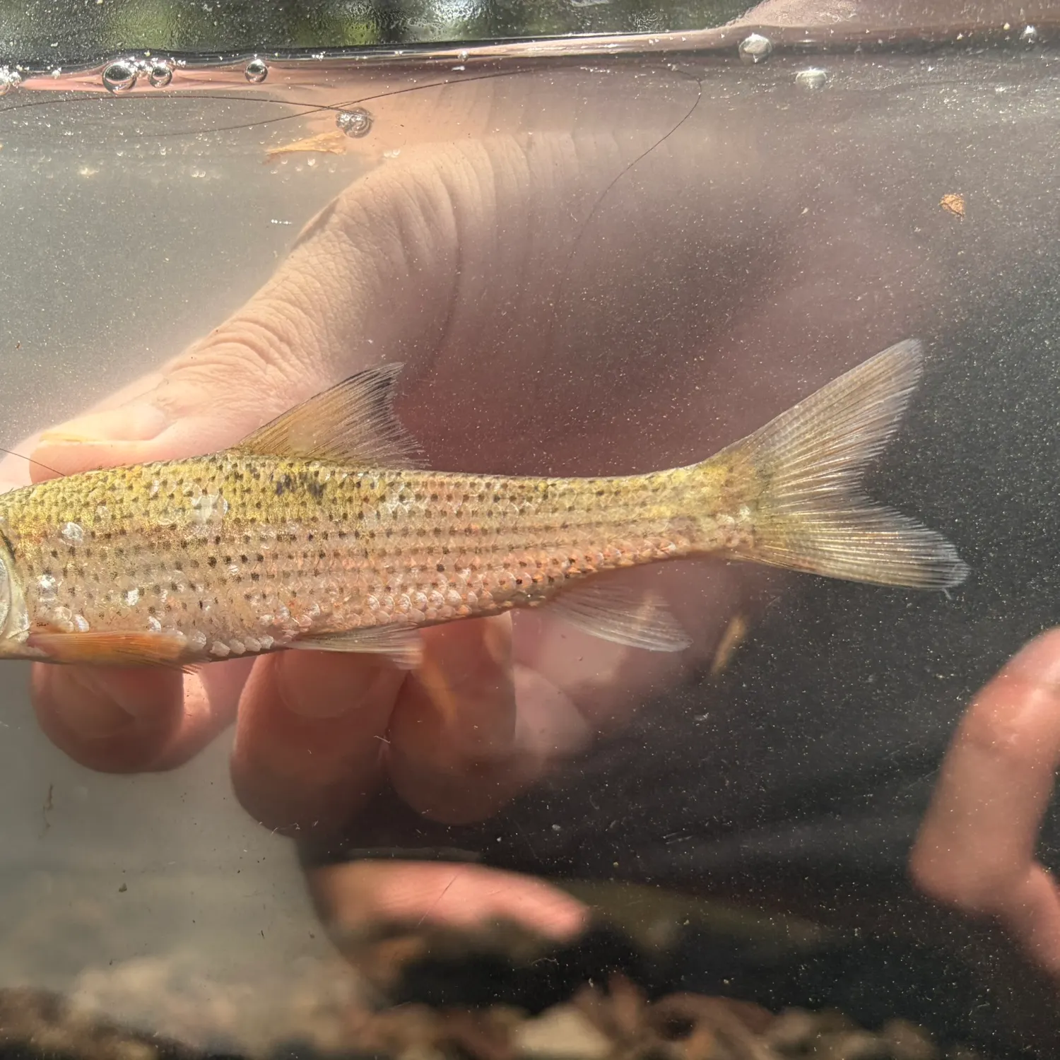 The most recent Spotted sucker catches on Fishbrain