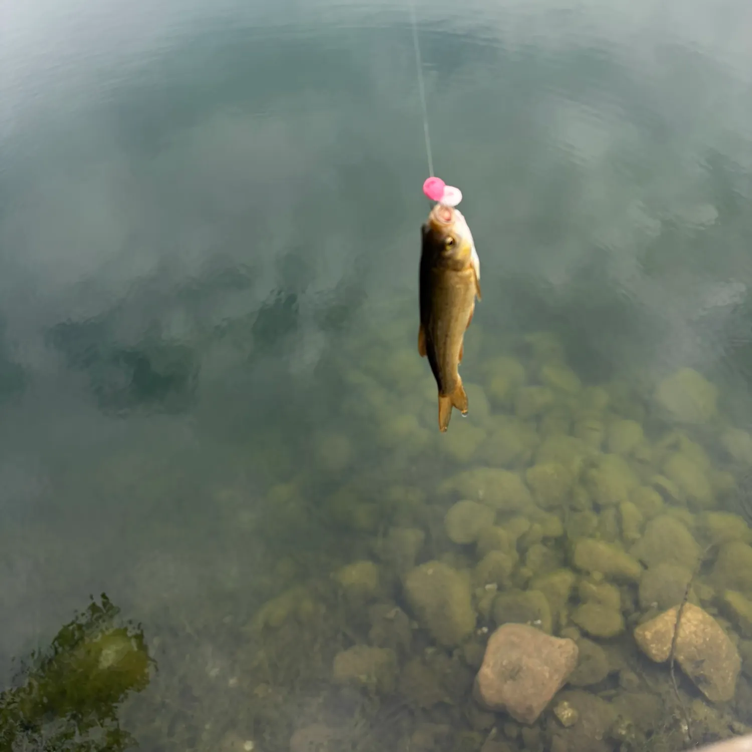 The most recent River chub catches on Fishbrain